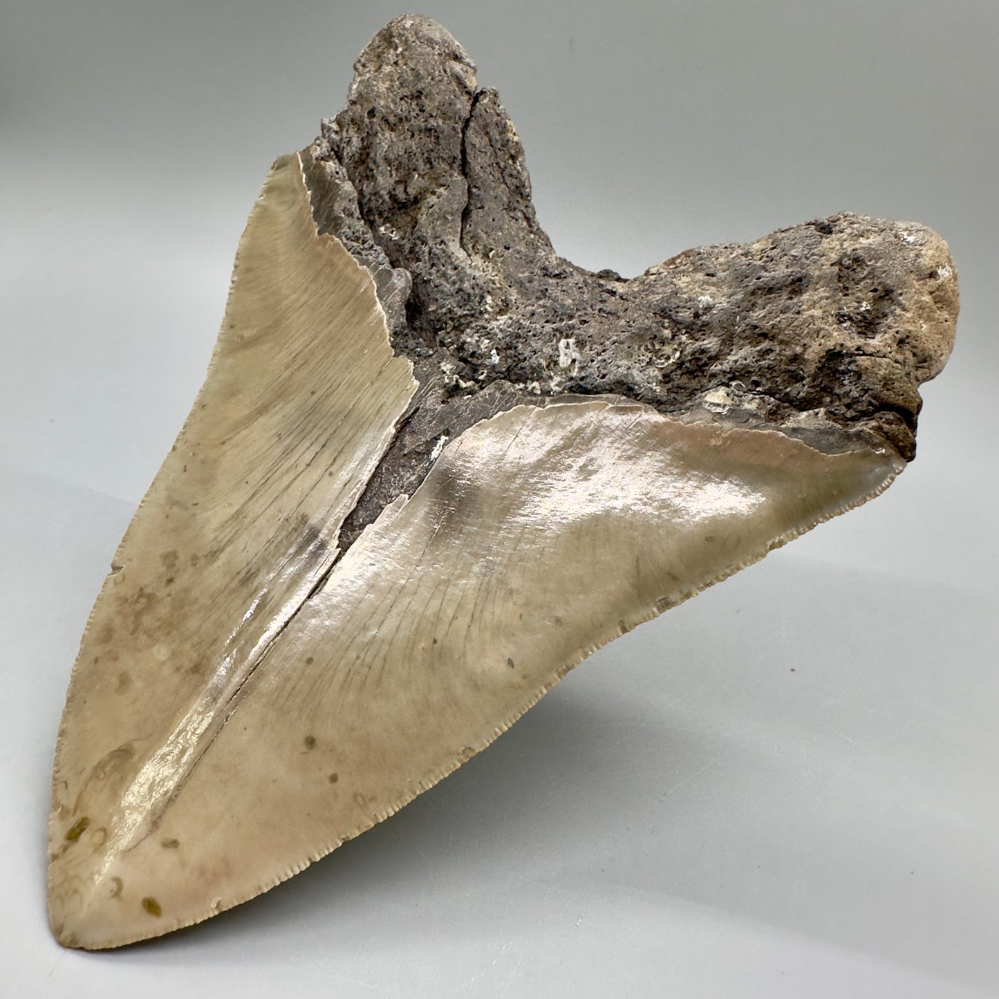 XL, close to max size, sharply serrated 6.49" Fossil Megalodon - Wilmington North Carolina CM4758 megalodonteeth.com - Back Right