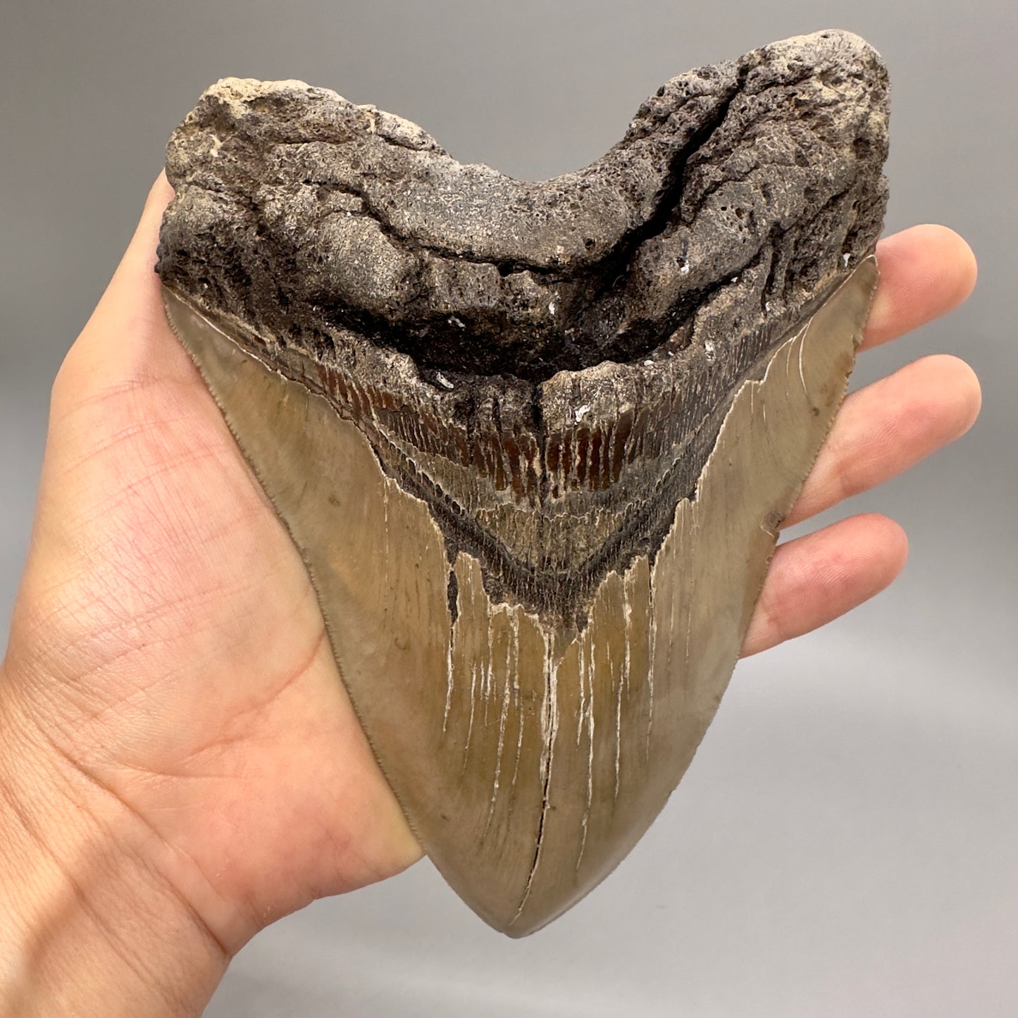 XL, close to max size, sharply serrated 6.49" Fossil Megalodon - Wilmington North Carolina CM4758 megalodonteeth.com - Front in hand