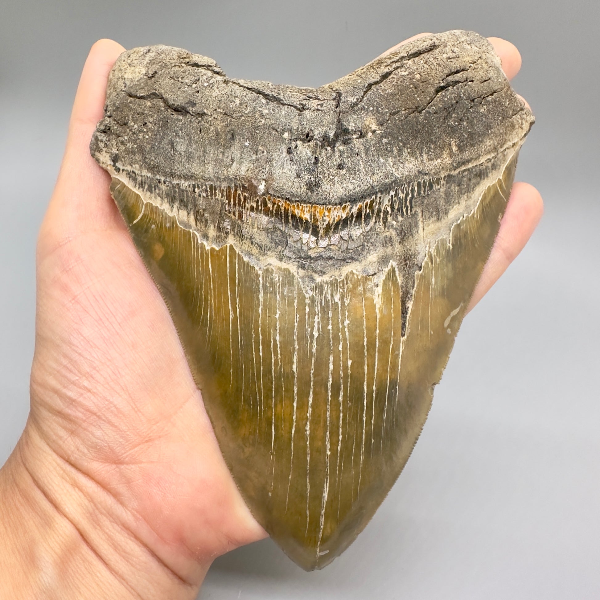 XL, Gorgeous colors, sharply serrated 6.01" Fossil Megalodon - Wilmington North Carolina CM4757 megalodonteeth.com - Front in hand