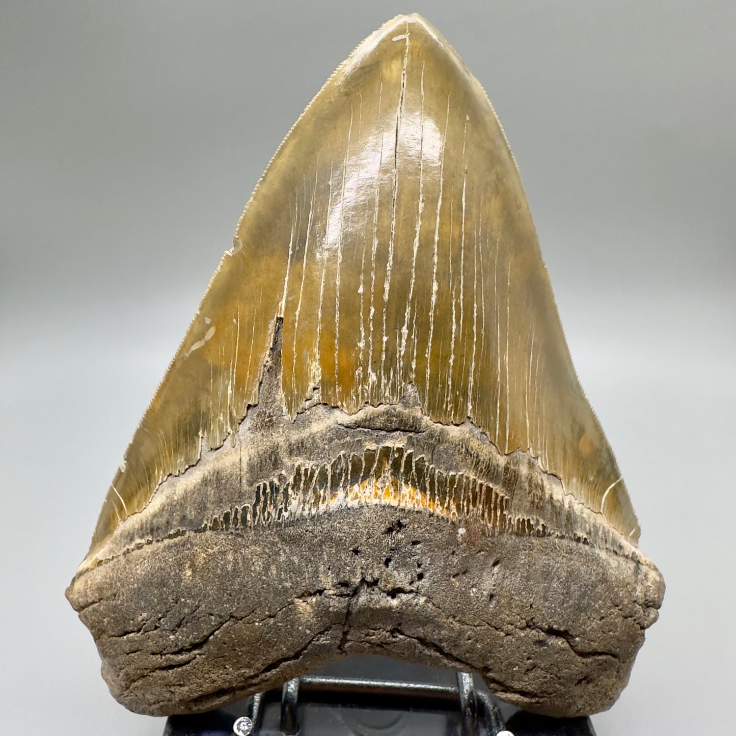 XL, Gorgeous colors, sharply serrated 6.01" Fossil Megalodon - Wilmington North Carolina CM4757 megalodonteeth.com - Front