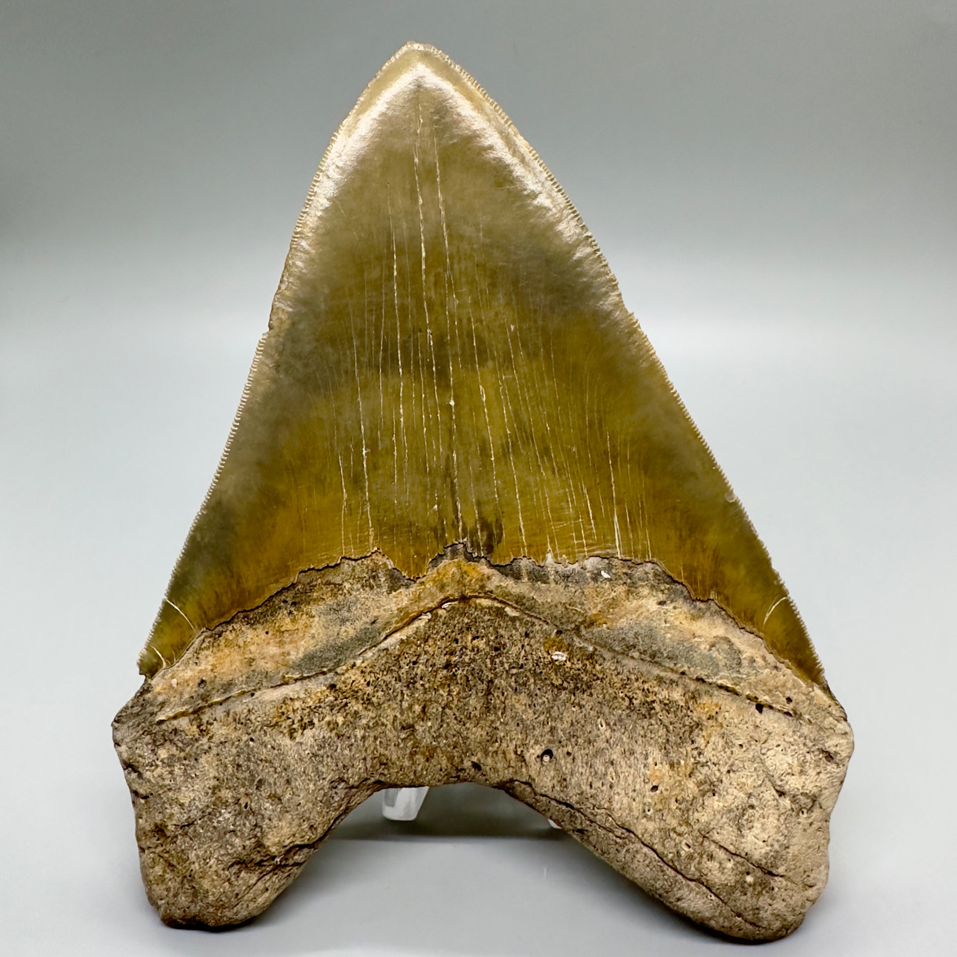 XL, Gorgeous colors, sharply serrated 6.01" Fossil Megalodon - Wilmington North Carolina CM4757 megalodonteeth.com - Back