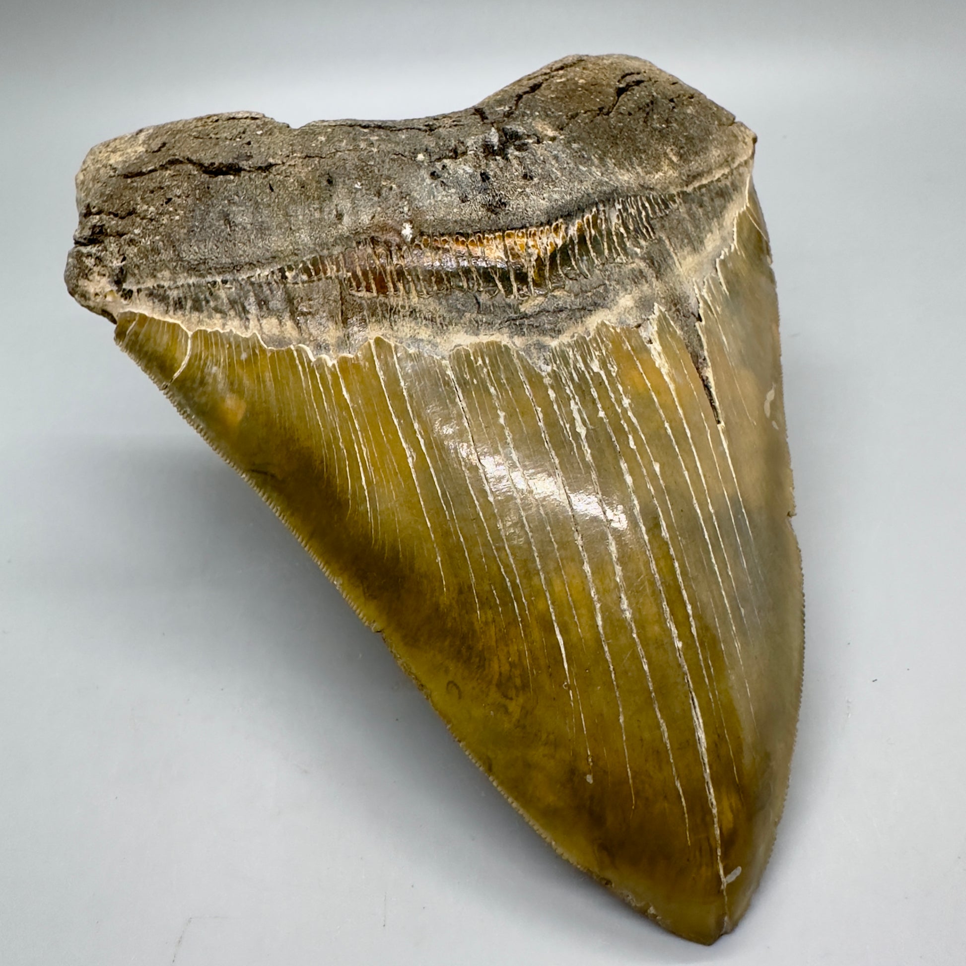 XL, Gorgeous colors, sharply serrated 6.01" Fossil Megalodon - Wilmington North Carolina CM4757 megalodonteeth.com - Front Left