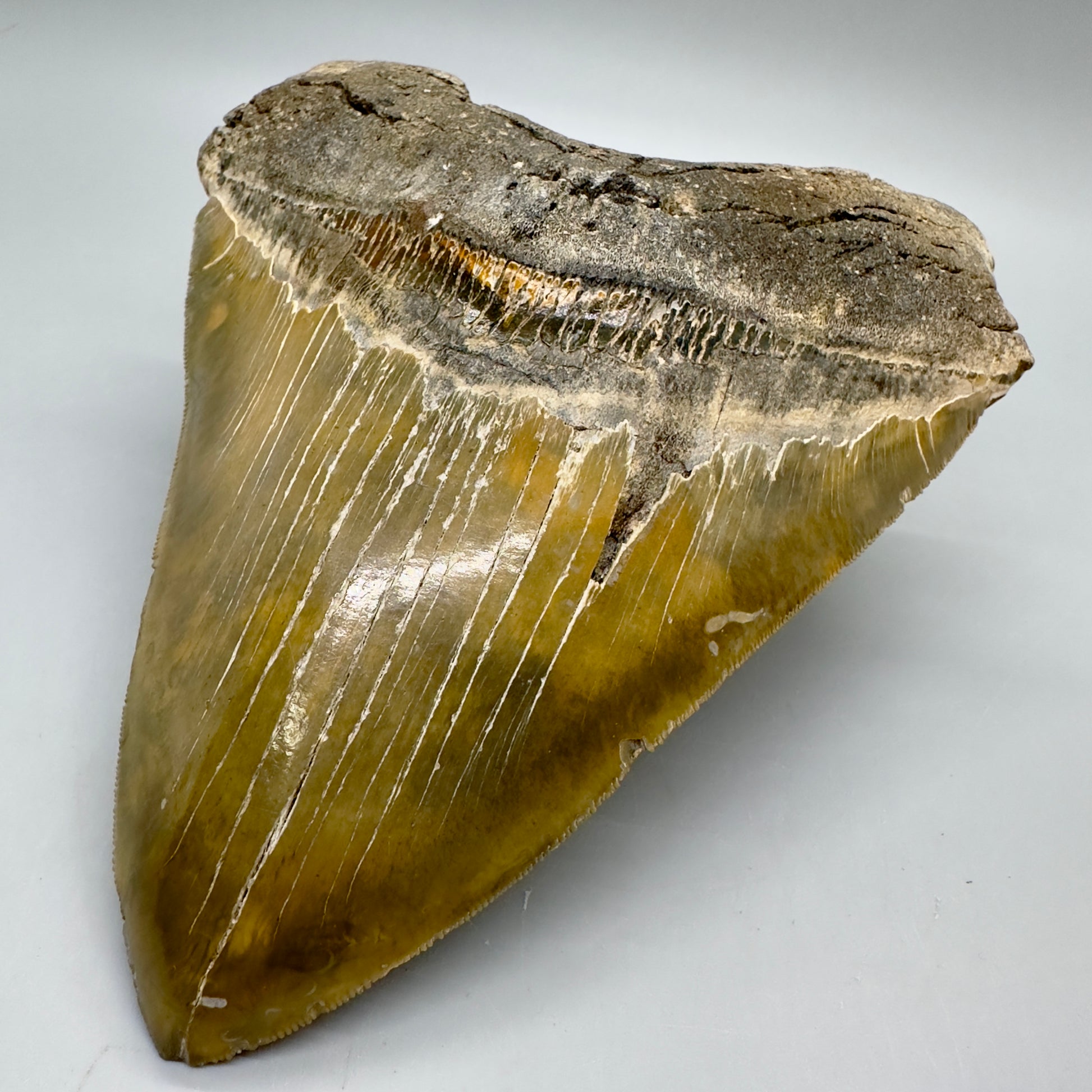 XL, Gorgeous colors, sharply serrated 6.01" Fossil Megalodon - Wilmington North Carolina CM4757 megalodonteeth.com - Front Right