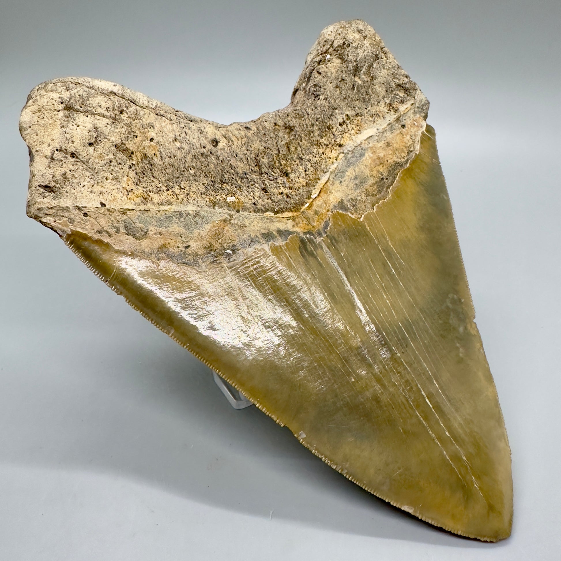 XL, Gorgeous colors, sharply serrated 6.01" Fossil Megalodon - Wilmington North Carolina CM4757 megalodonteeth.com - Back Left