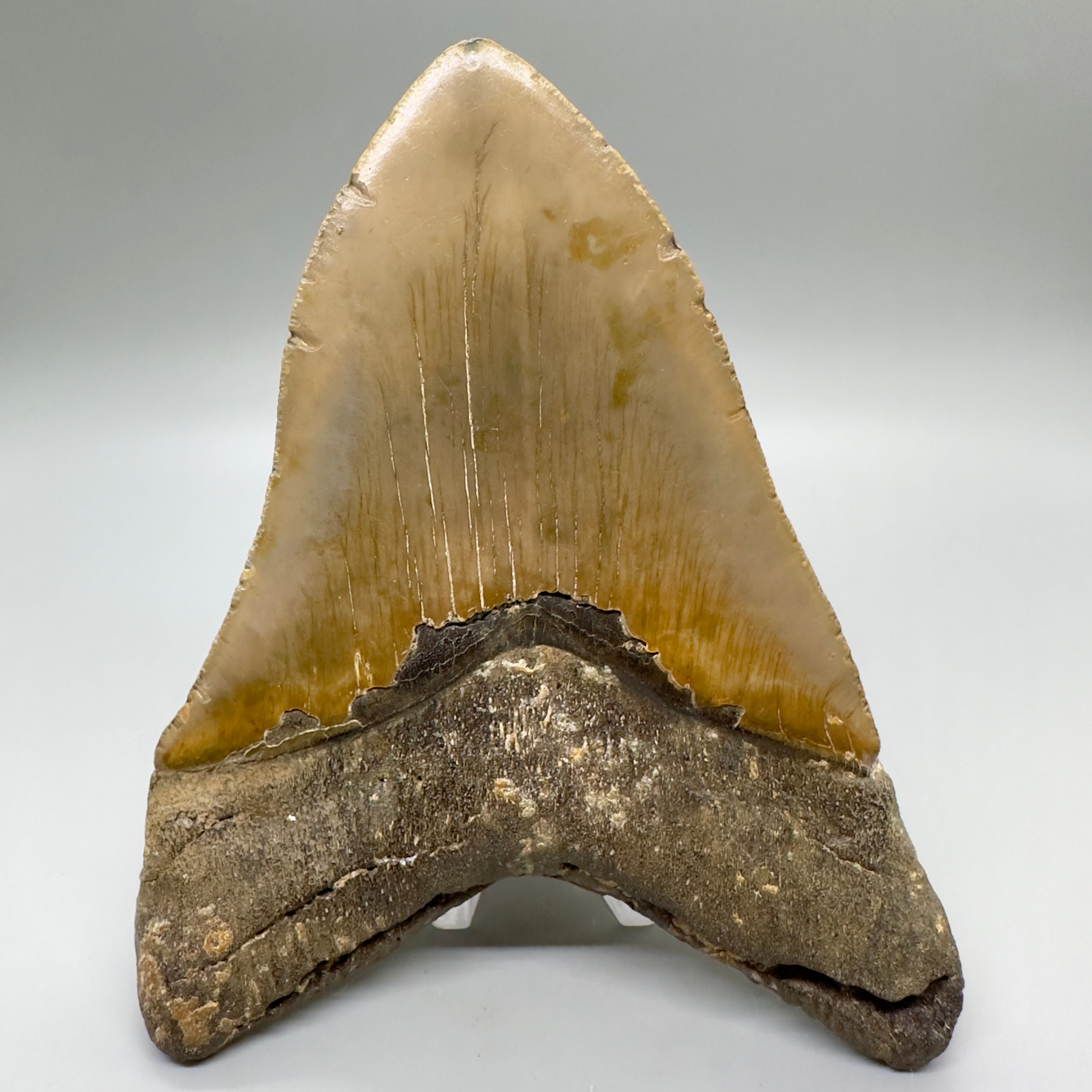 NC Megalodon outlets Tooth