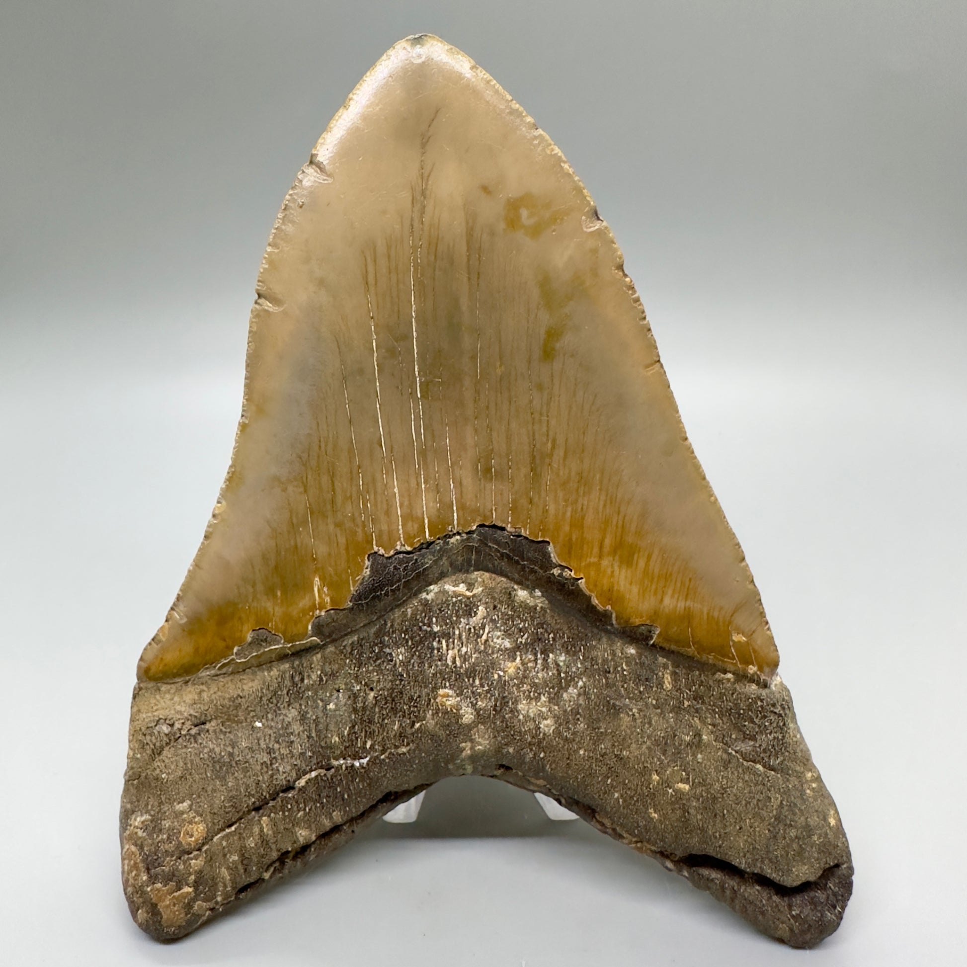 HUGE, massive lower 5.99" Fossil Megalodon Tooth - North Carolina CM4756 megalodonteeth.com - Back