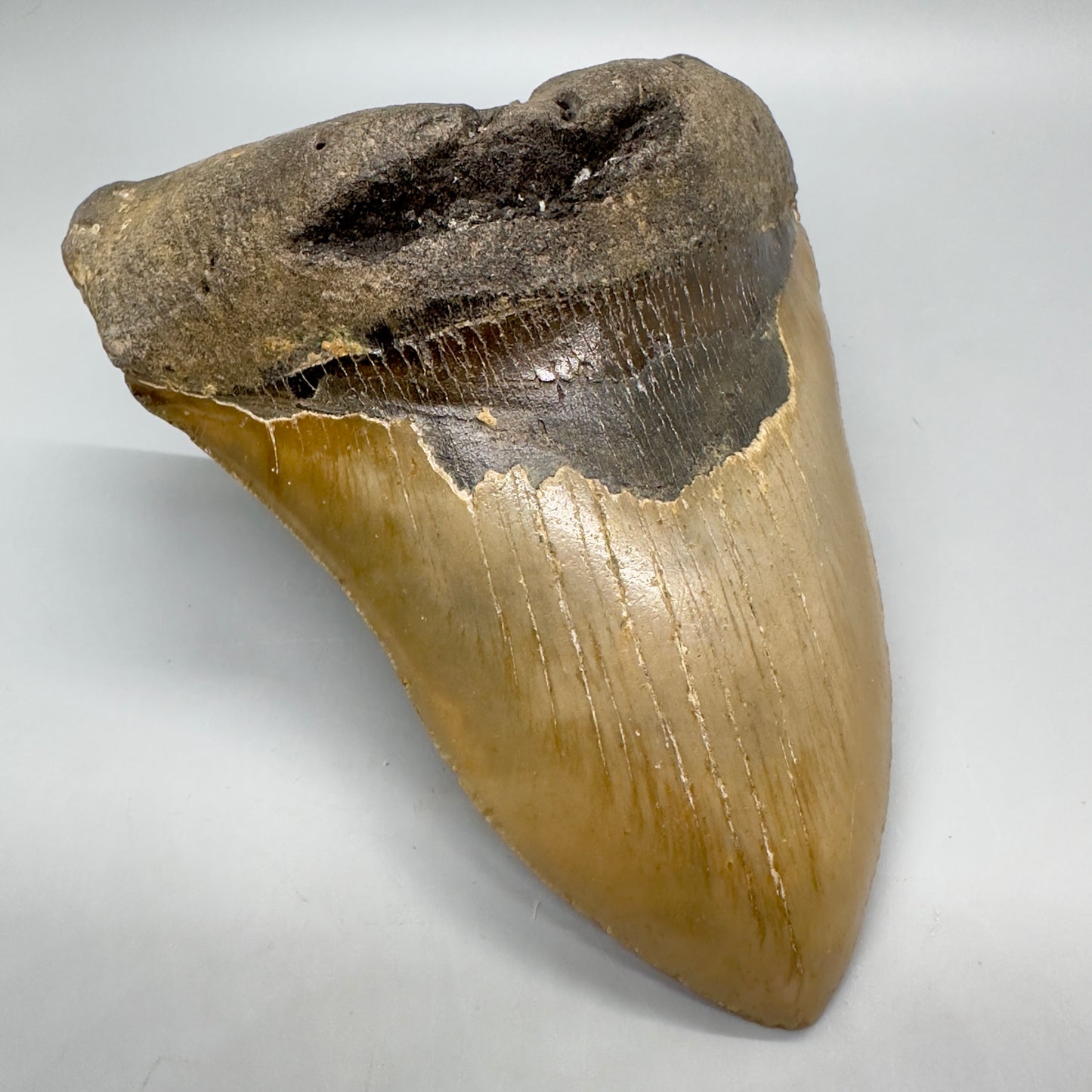 HUGE, massive lower 5.99" Fossil Megalodon Tooth - North Carolina CM4756 - Front Left