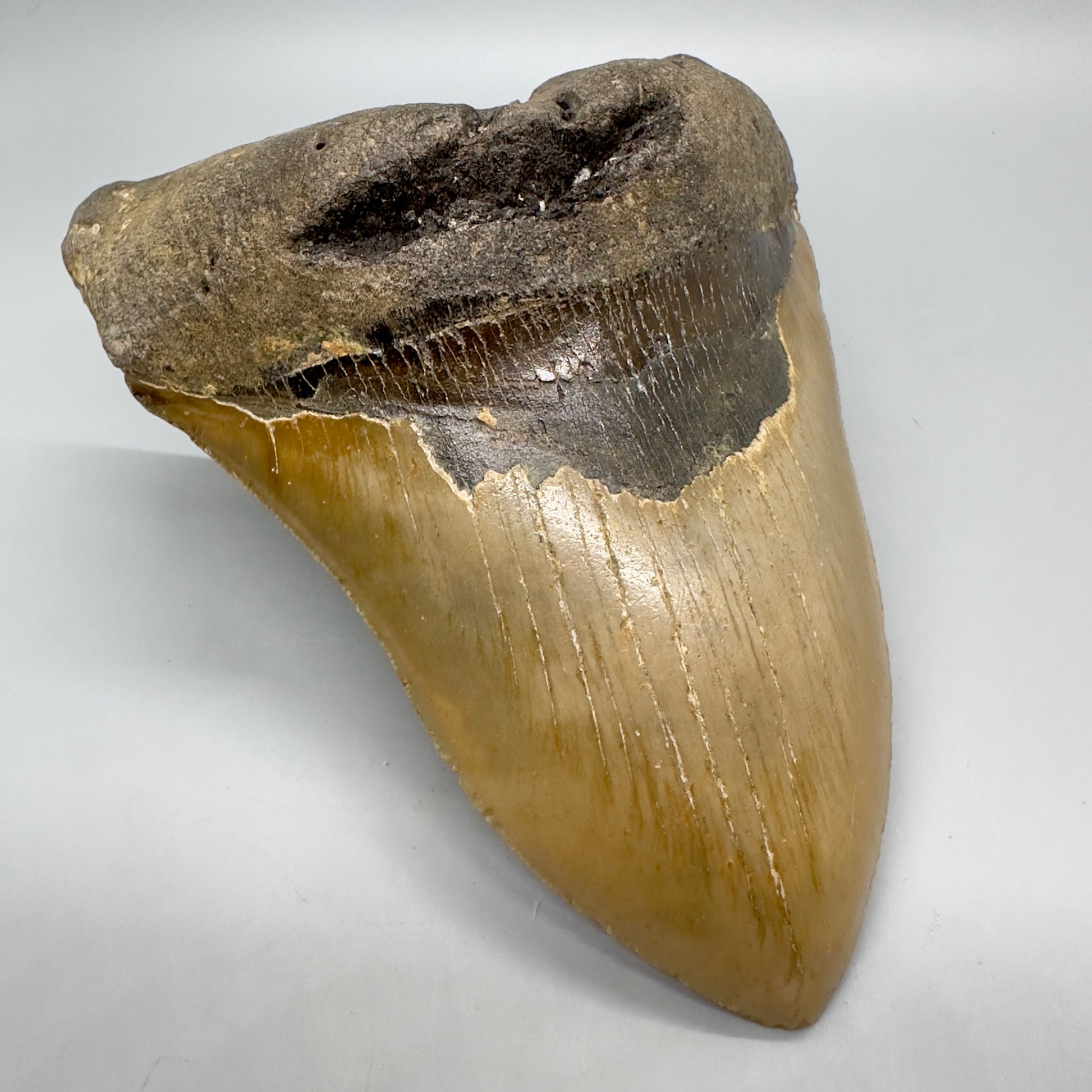 HUGE, massive lower 5.99" Fossil Megalodon Tooth - North Carolina CM4756 - Front Left