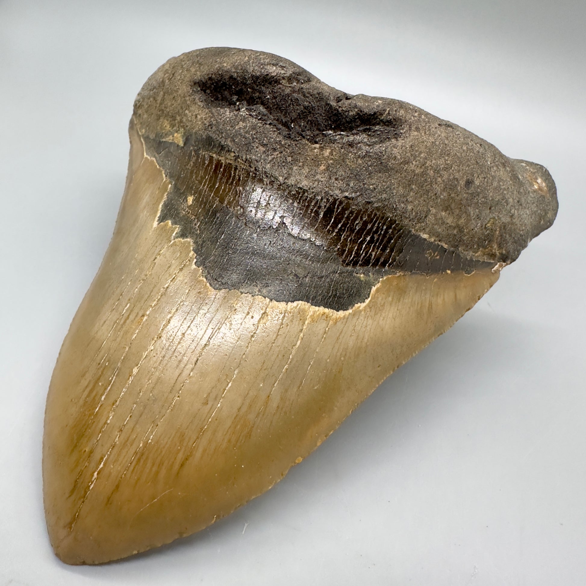 HUGE, massive lower 5.99" Fossil Megalodon Tooth - North Carolina CM4756 megalodonteeth.com - Front Right