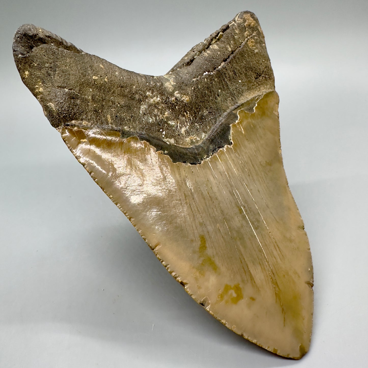 HUGE, massive lower 5.99" Fossil Megalodon Tooth - North Carolina CM4756 megalodonteeth.com - Back Left