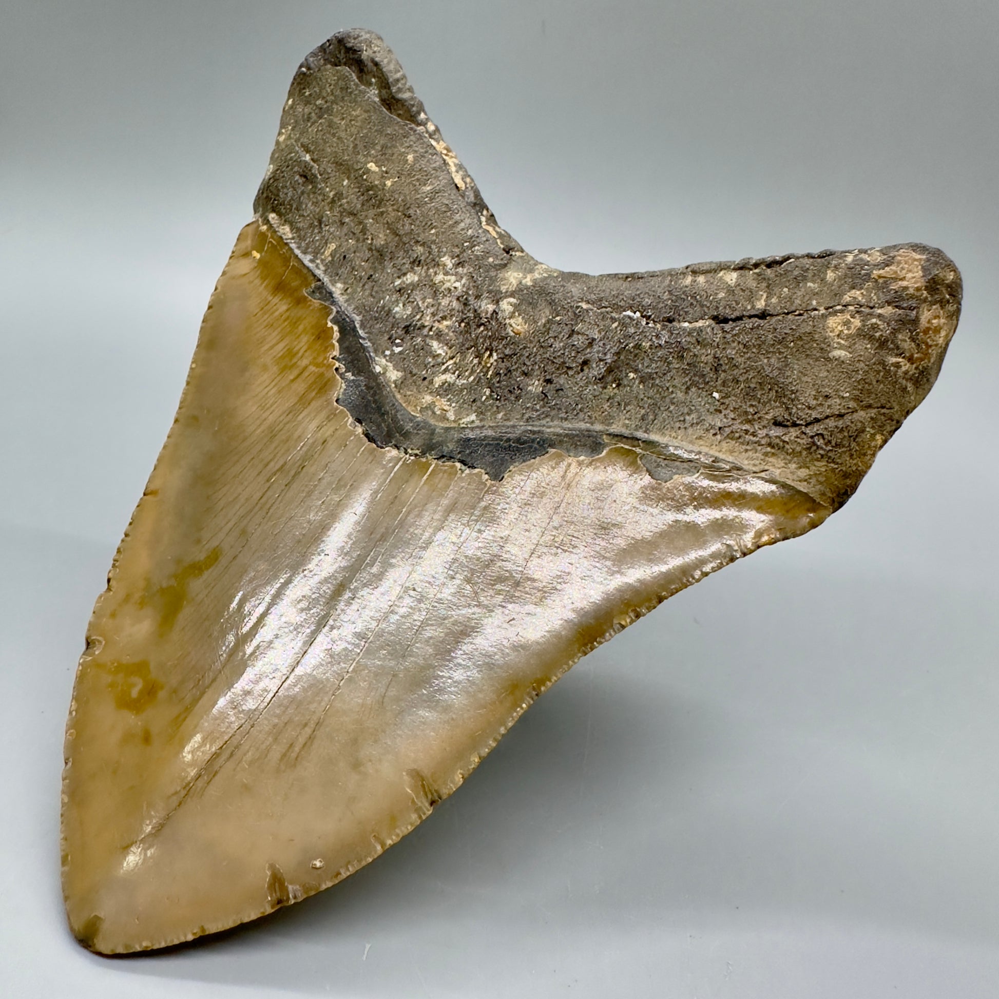 HUGE, massive lower 5.99" Fossil Megalodon Tooth - North Carolina CM4756 megalodonteeth.com - Back Right