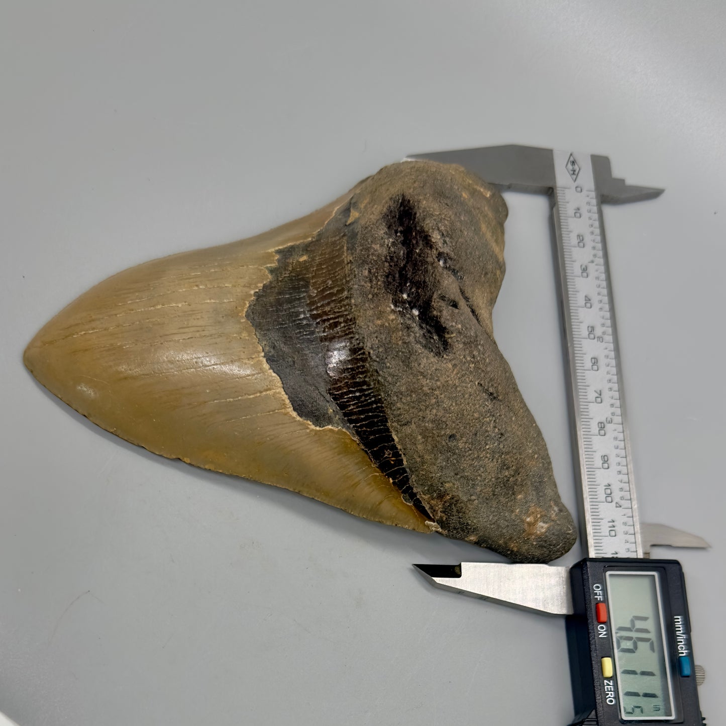 HUGE, massive lower 5.99" Fossil Megalodon Tooth - North Carolina CM4756 - Front in calipers