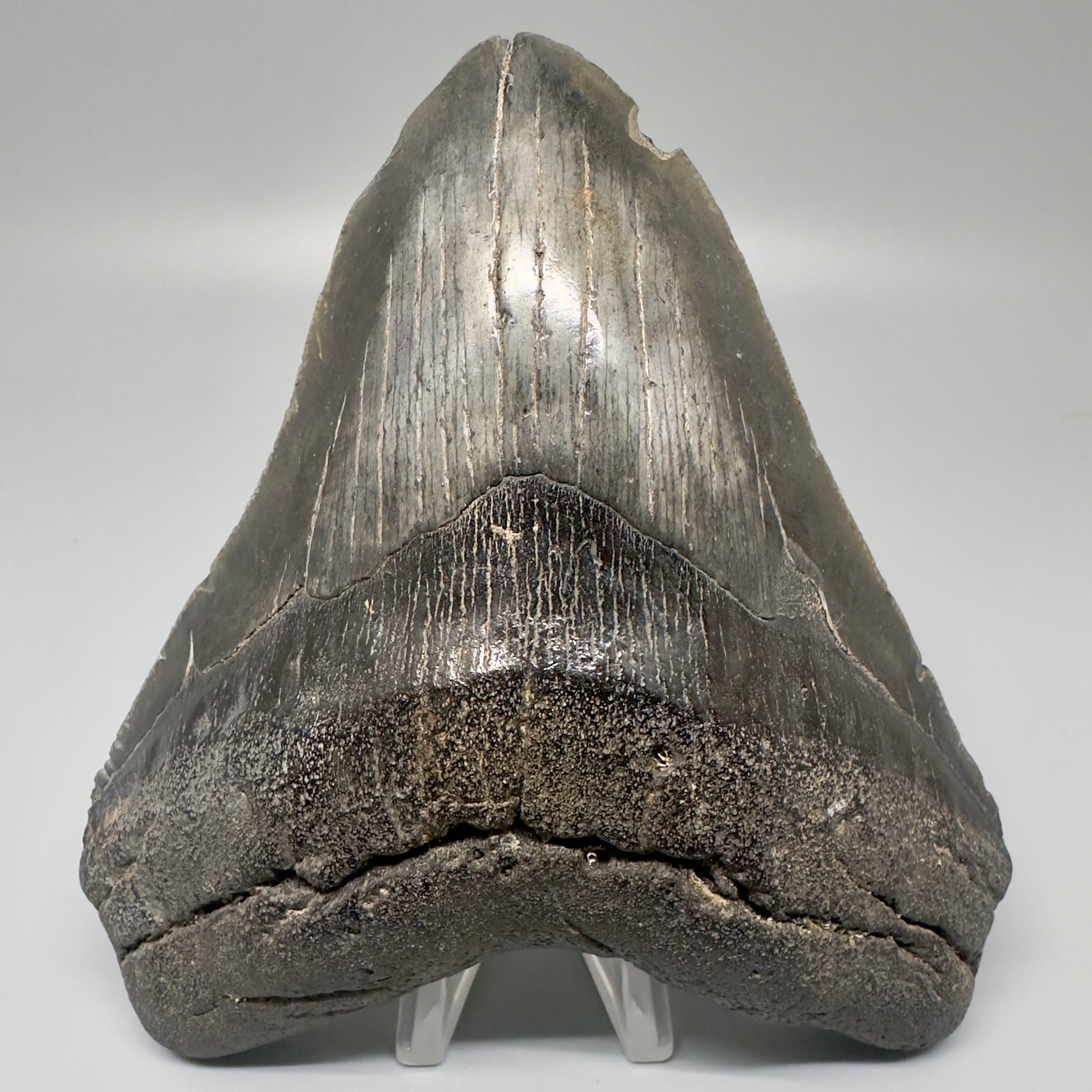 Colorful, Large  5.59" Fossil Megalodon Tooth from Southeast, USA CM5003 - Front