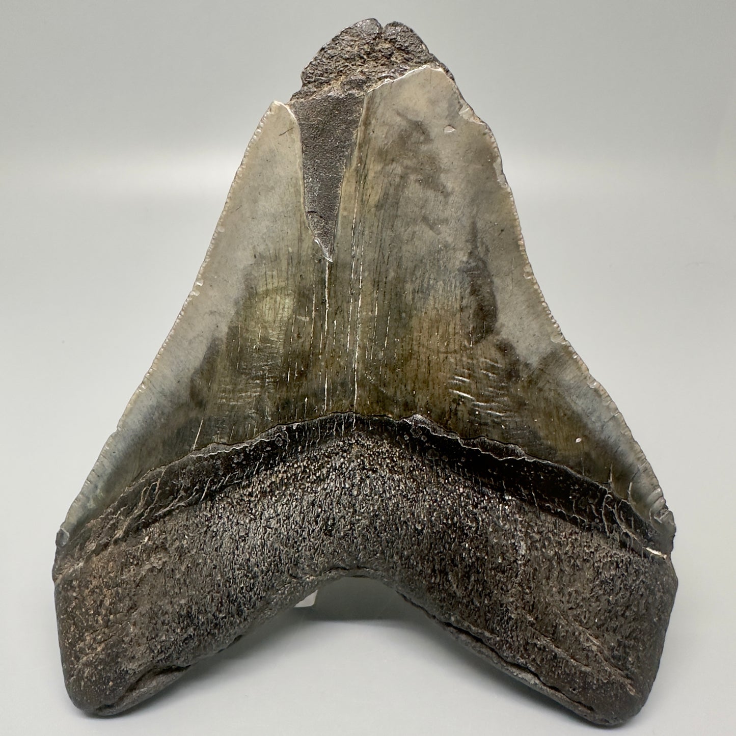 Colorful, Large  5.59" Fossil Megalodon Tooth from Southeast, USA CM5003 - Back 