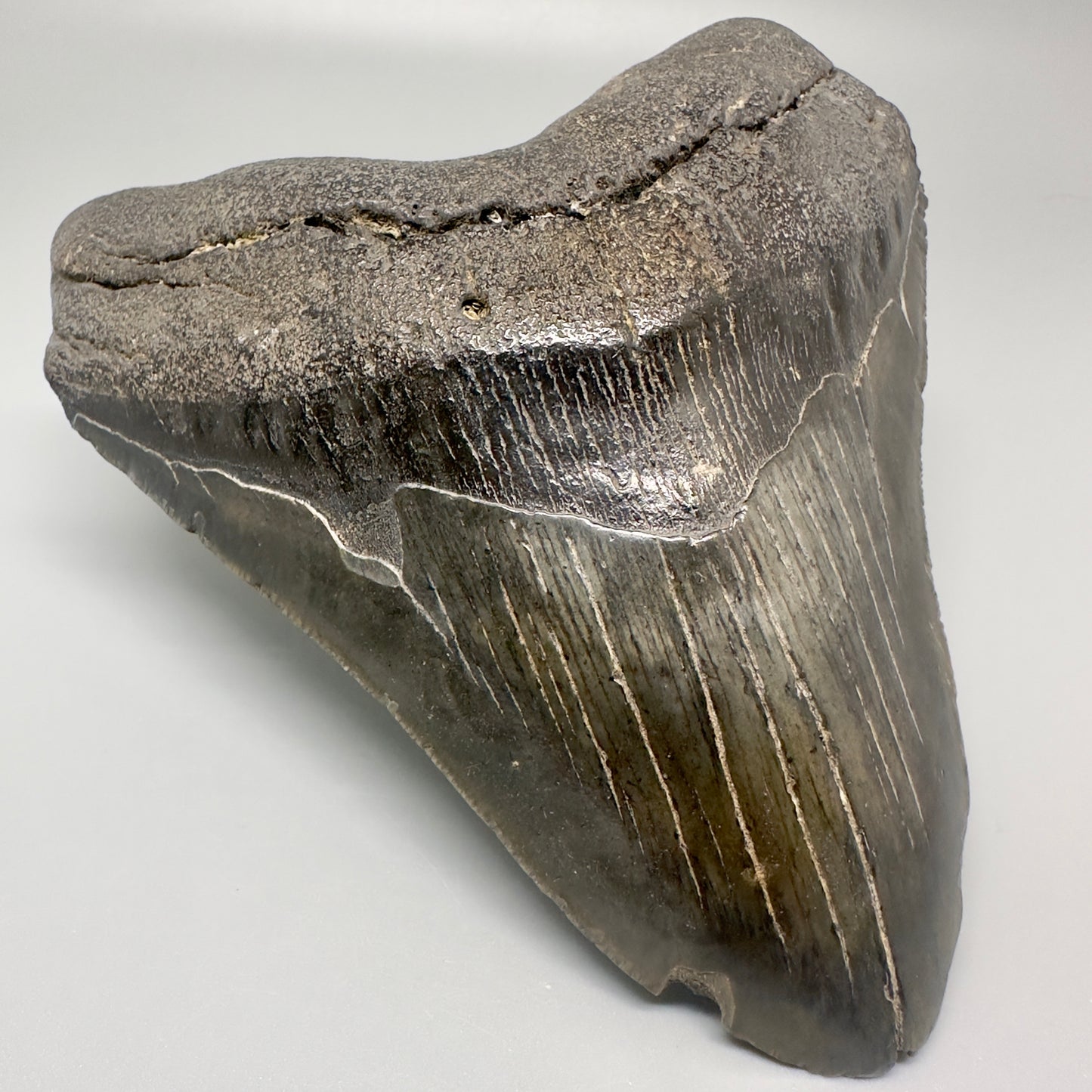 Colorful, Large  5.59" Fossil Megalodon Tooth from Southeast, USA CM5003 - Front Left