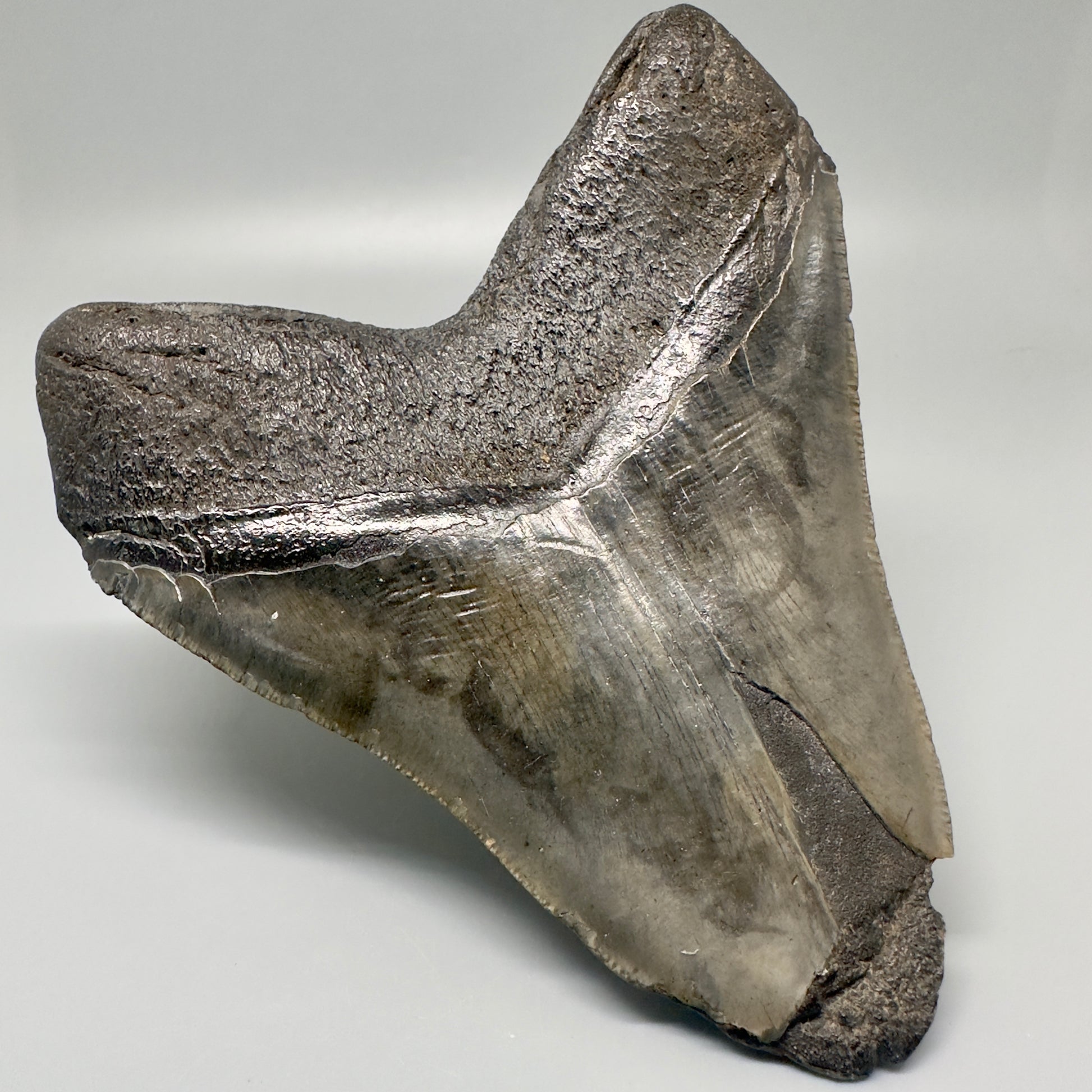 Colorful, Large  5.59" Fossil Megalodon Tooth from Southeast, USA CM5003 - Front