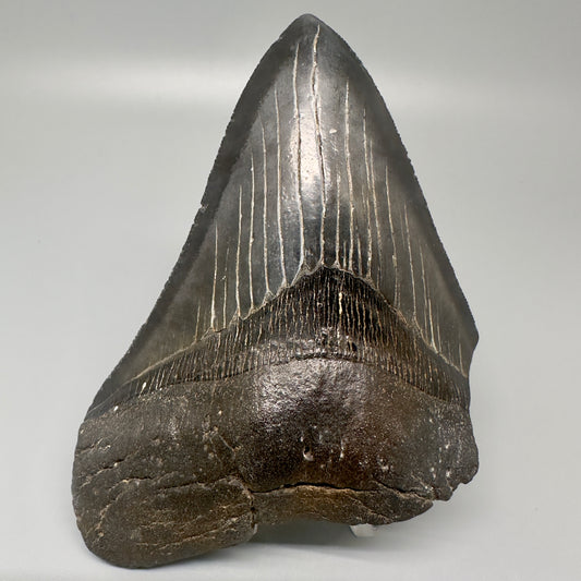 Dark colors 5.40" Fossil Megalodon Tooth from Southeast, USA CM5002 - Front