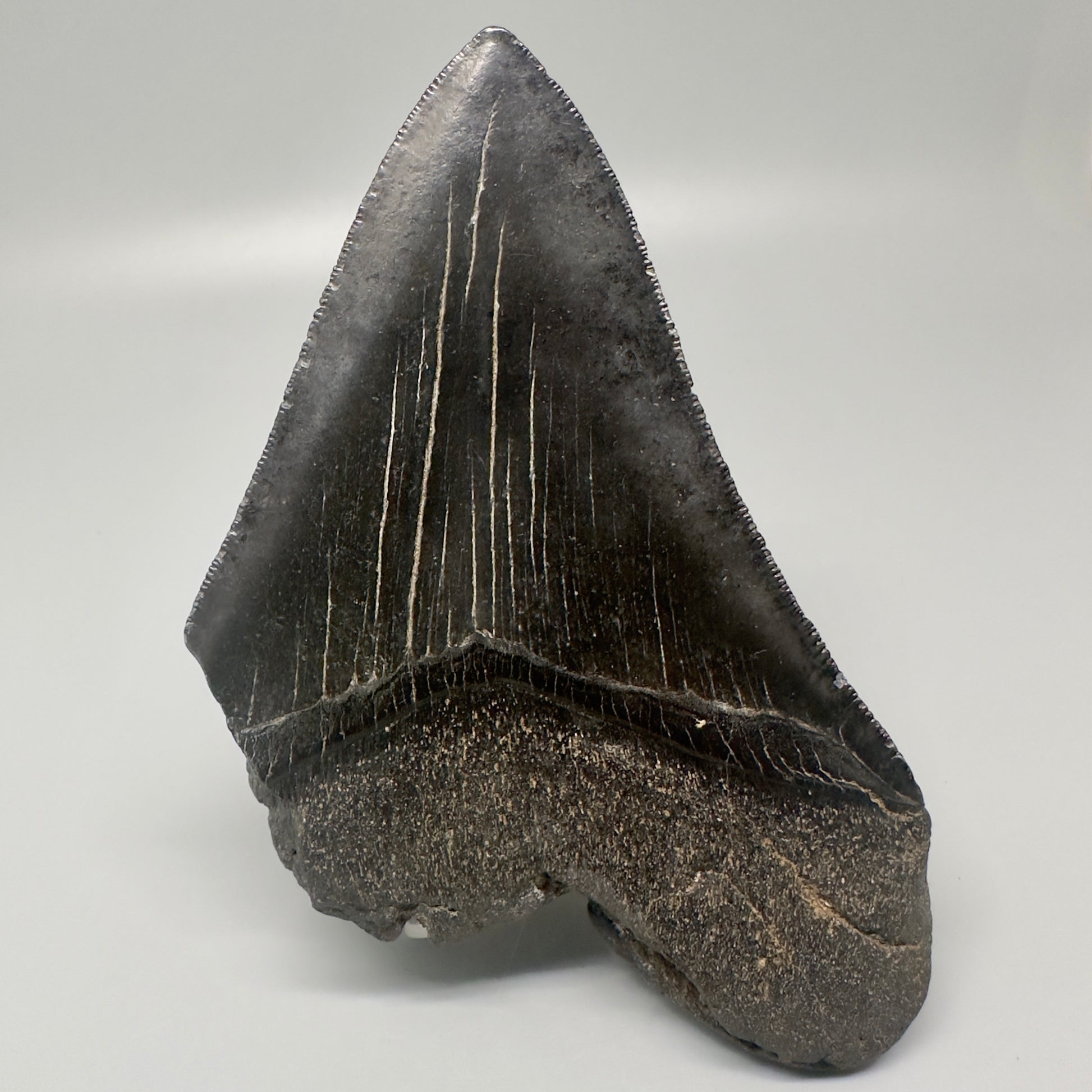 Dark colors 5.40" Fossil Megalodon Tooth from Southeast, USA CM5002 - Back