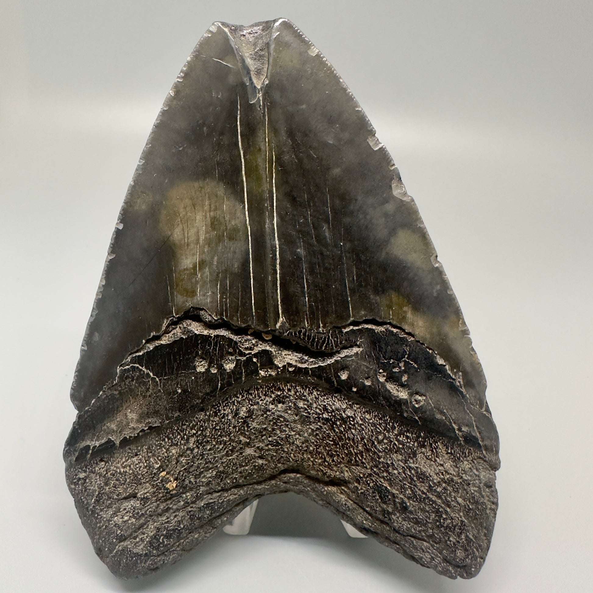 Dark colors 4.97" Fossil Megalodon Tooth - South Carolina CM5001 - Back