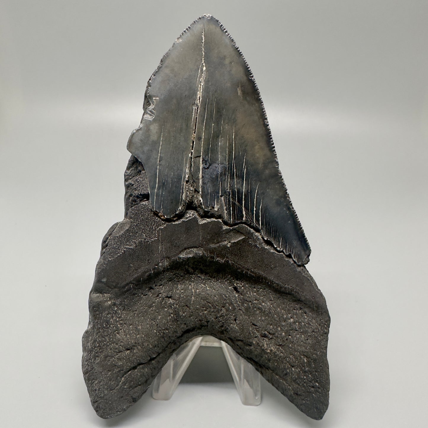 Dark colors 4.92" Fossil Megalodon Tooth - South Carolina CM5000 - Back