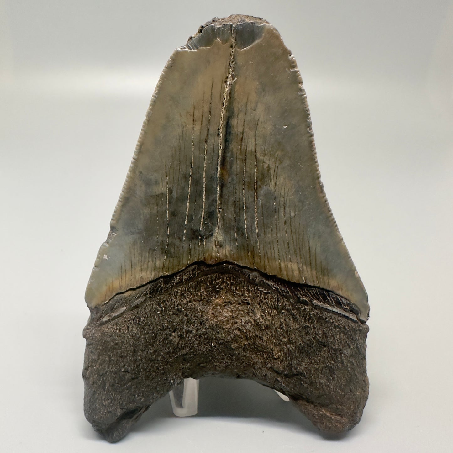 Colorful 4.20" Fossil Megalodon Tooth - South Carolina CM4999 - Back