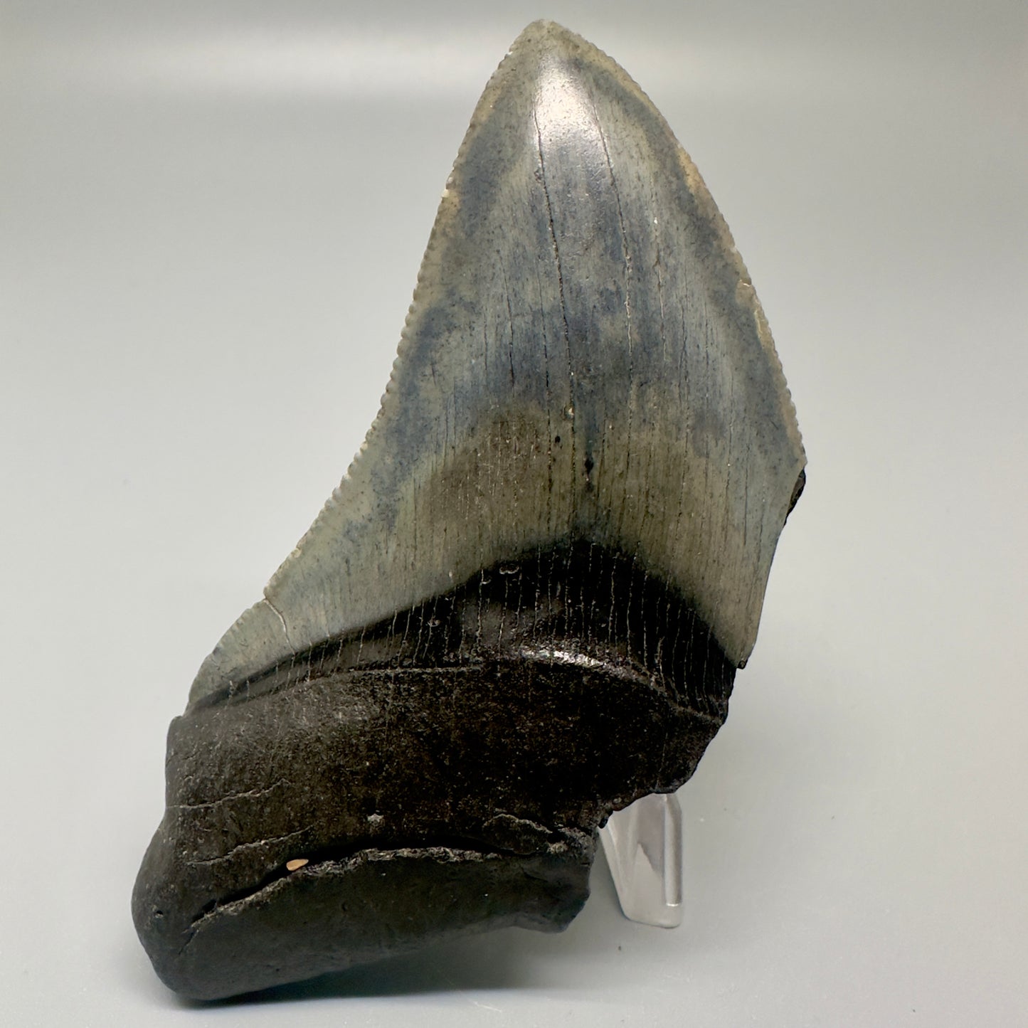 Affordable 4.02" Fossil Megalodon Tooth - South Carolina CM4998 - Front