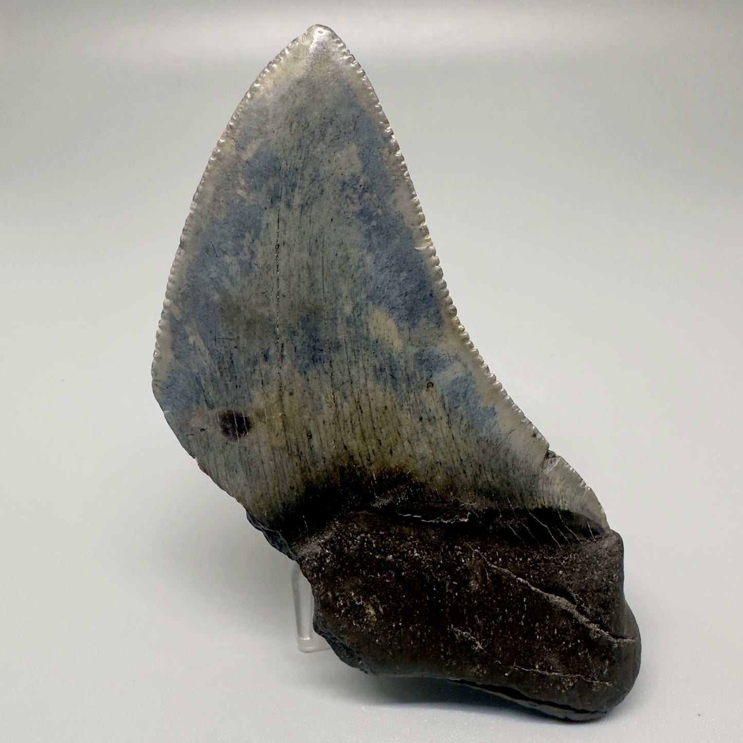 Affordable 4.02" Fossil Megalodon Tooth - South Carolina CM4998 - Back