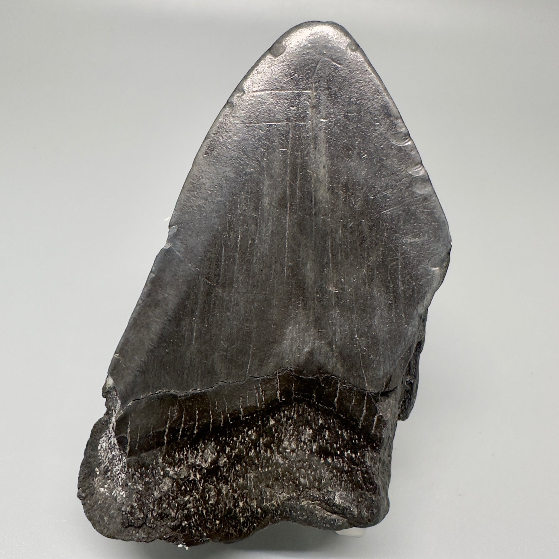 Dark colors 3.67" Fossil Megalodon Tooth:  South Carolina CM4997 - Back