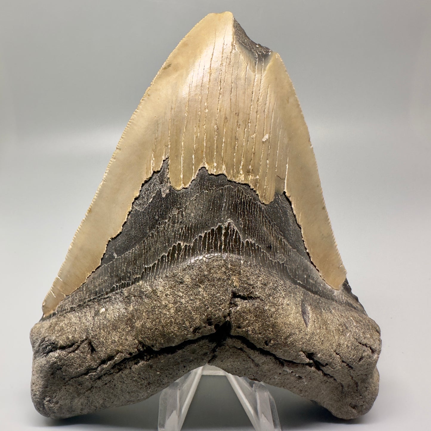 LARGE 5.53" Fossil Megalodon Tooth - Wilmington North Carolina CM4996 - Front1