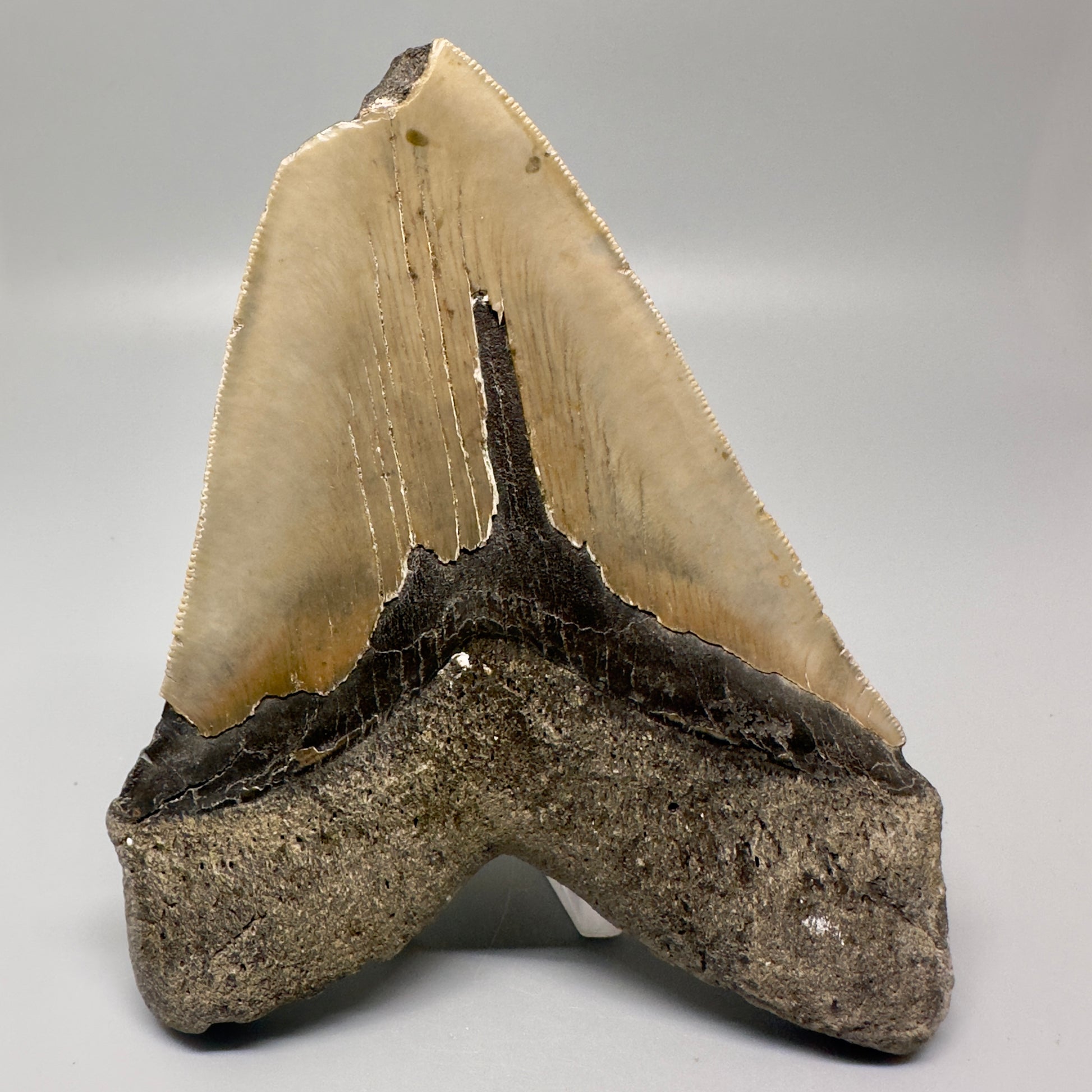 LARGE 5.53" Fossil Megalodon Tooth - Wilmington North Carolina CM4996 - Back