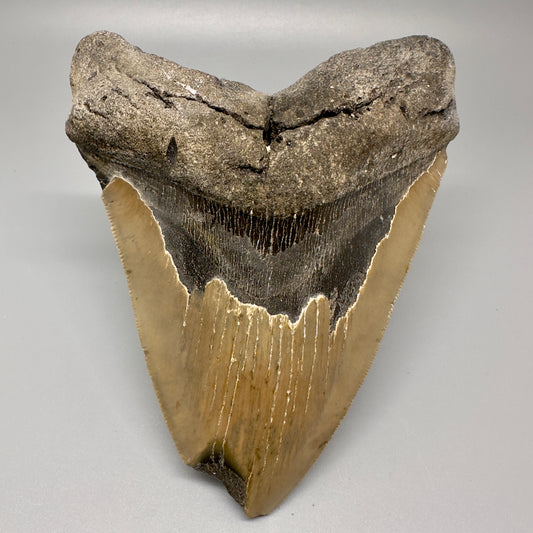 LARGE 5.53" Fossil Megalodon Tooth - Wilmington North Carolina CM4996 - Front