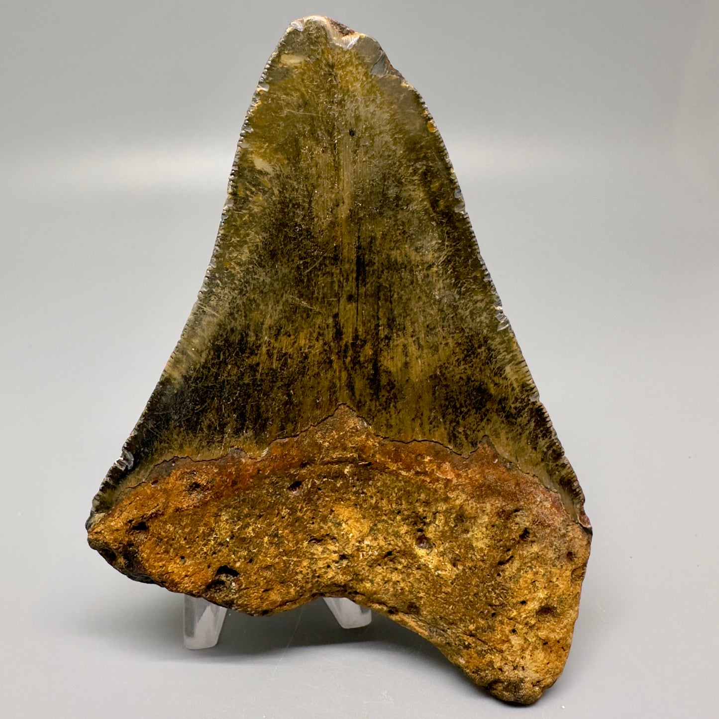 Colorful with great prints 4.79" Fossil Megalodon Tooth - North Carolina CM4994 - Back