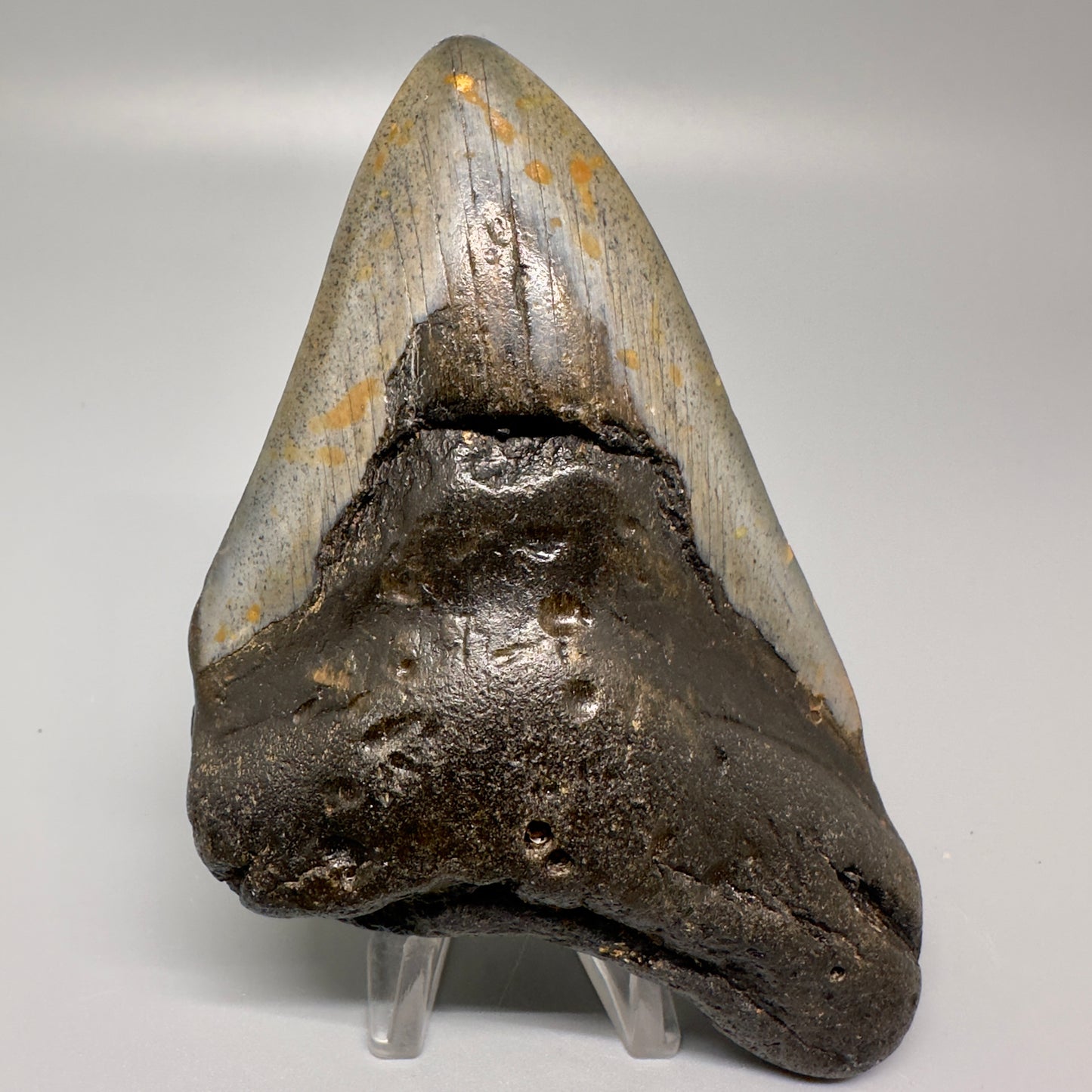 Colorful 5.03" Fossil Megalodon Tooth - Wilmington North Carolina CM4995 - Front