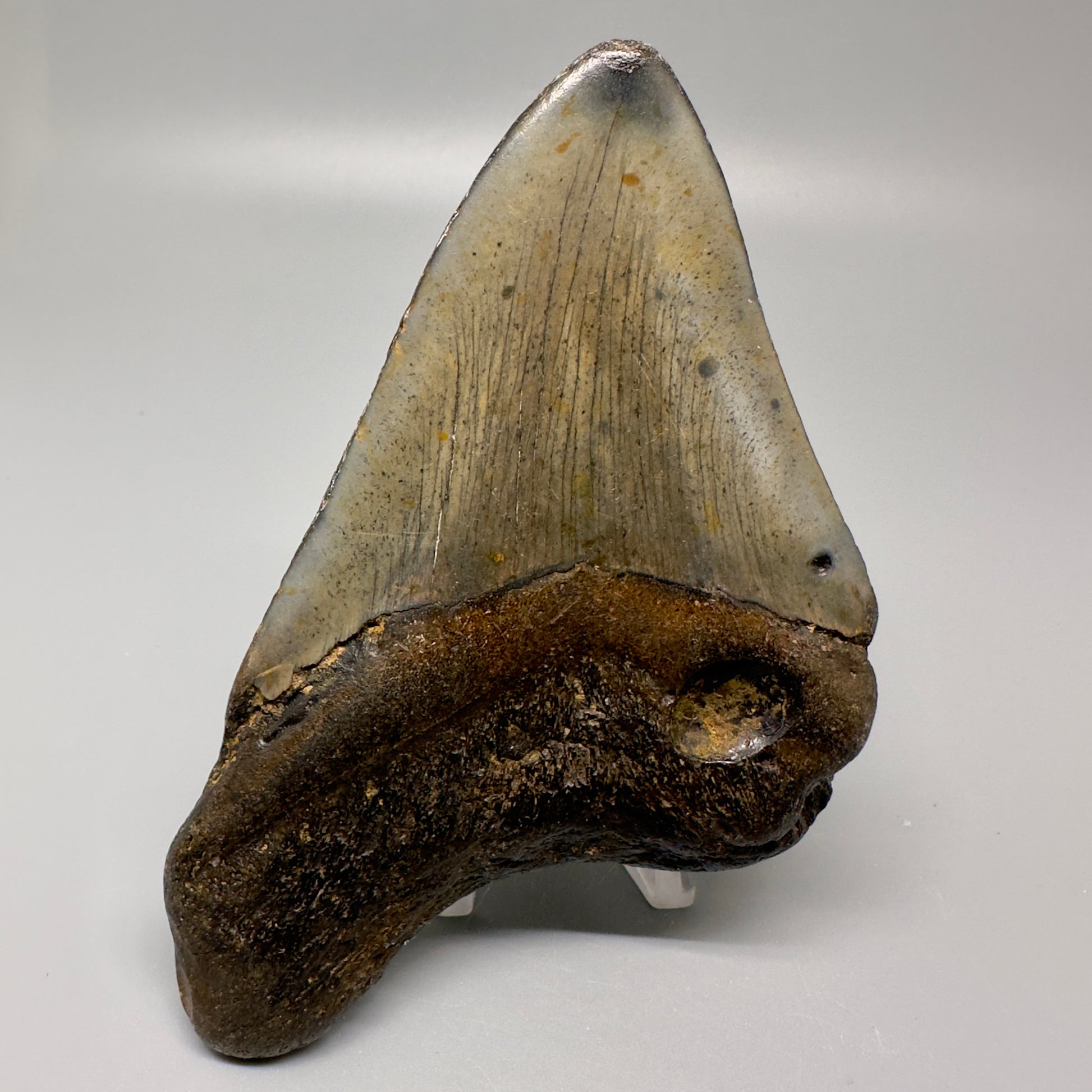 Colorful 5.03" Fossil Megalodon Tooth - Wilmington North Carolina CM4995 - Back