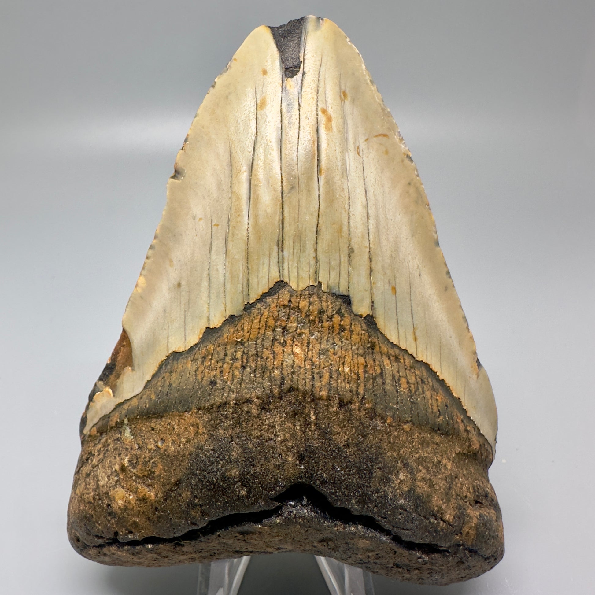 Colorful 4.69" Fossil Megalodon Tooth from North Carolina CM4993 - Front