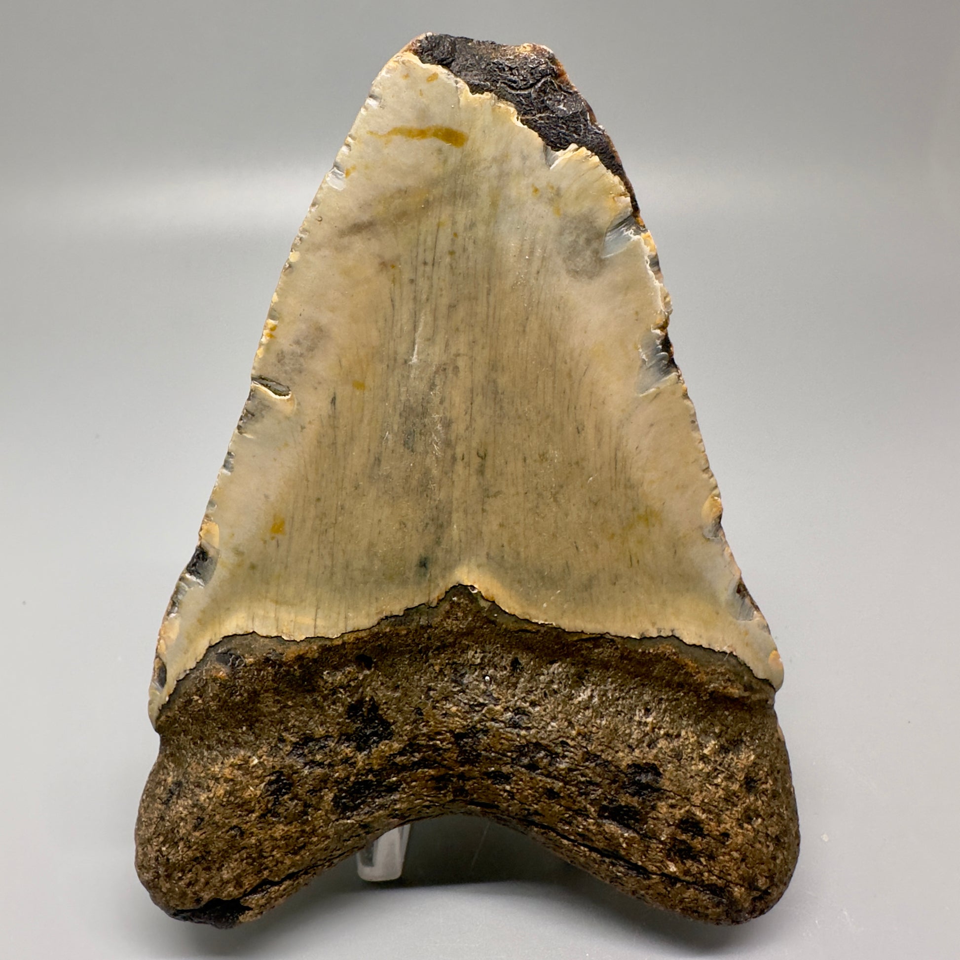 Colorful 4.69" Fossil Megalodon Tooth from North Carolina CM4993 - Back