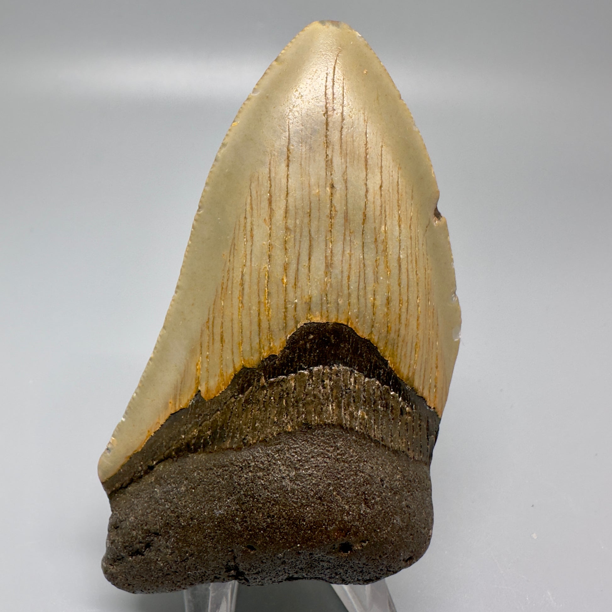 Colorful 3.87" Fossil Megalodon Tooth from North Carolina CM4992 - Front