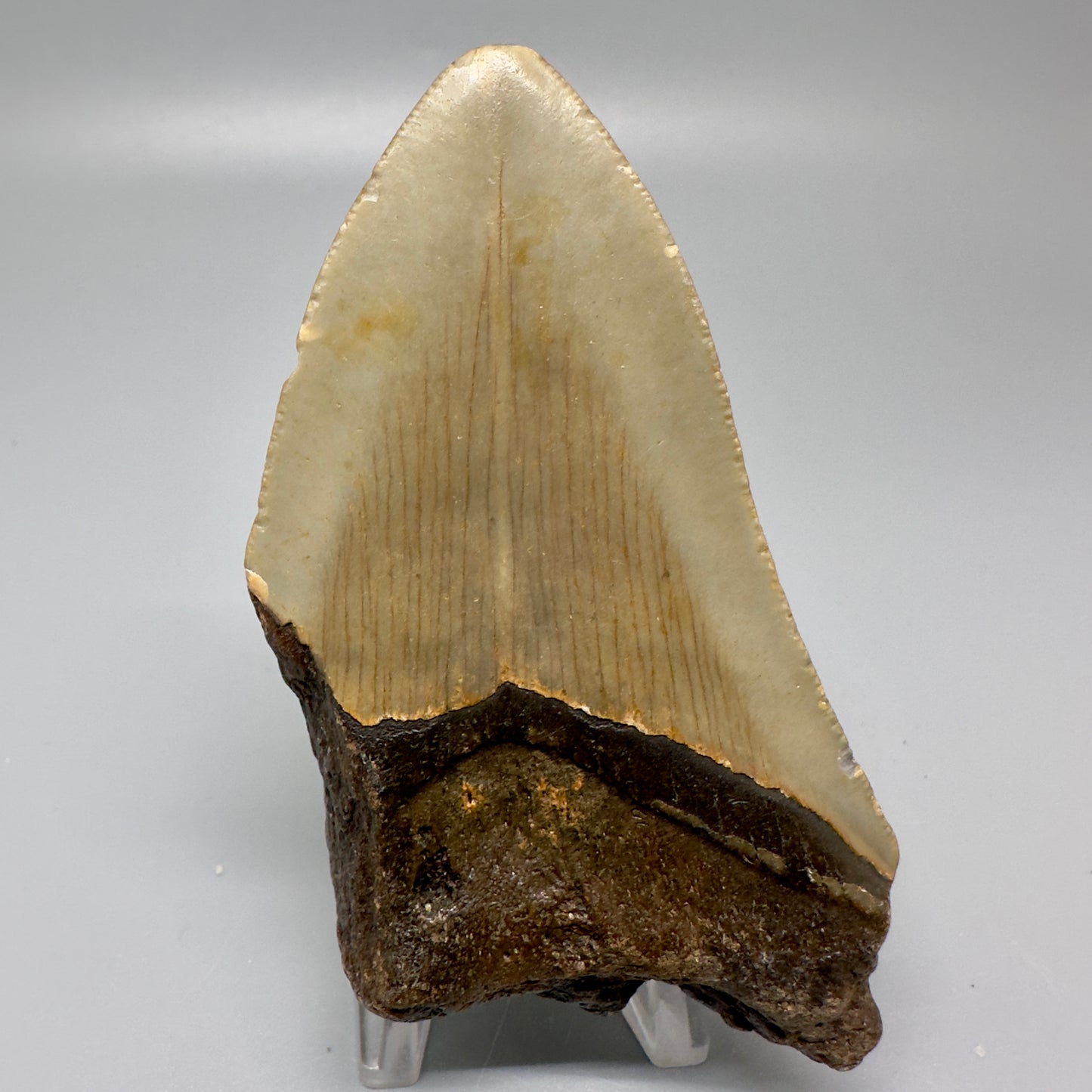 Colorful 3.87" Fossil Megalodon Tooth from North Carolina CM4992 - Back