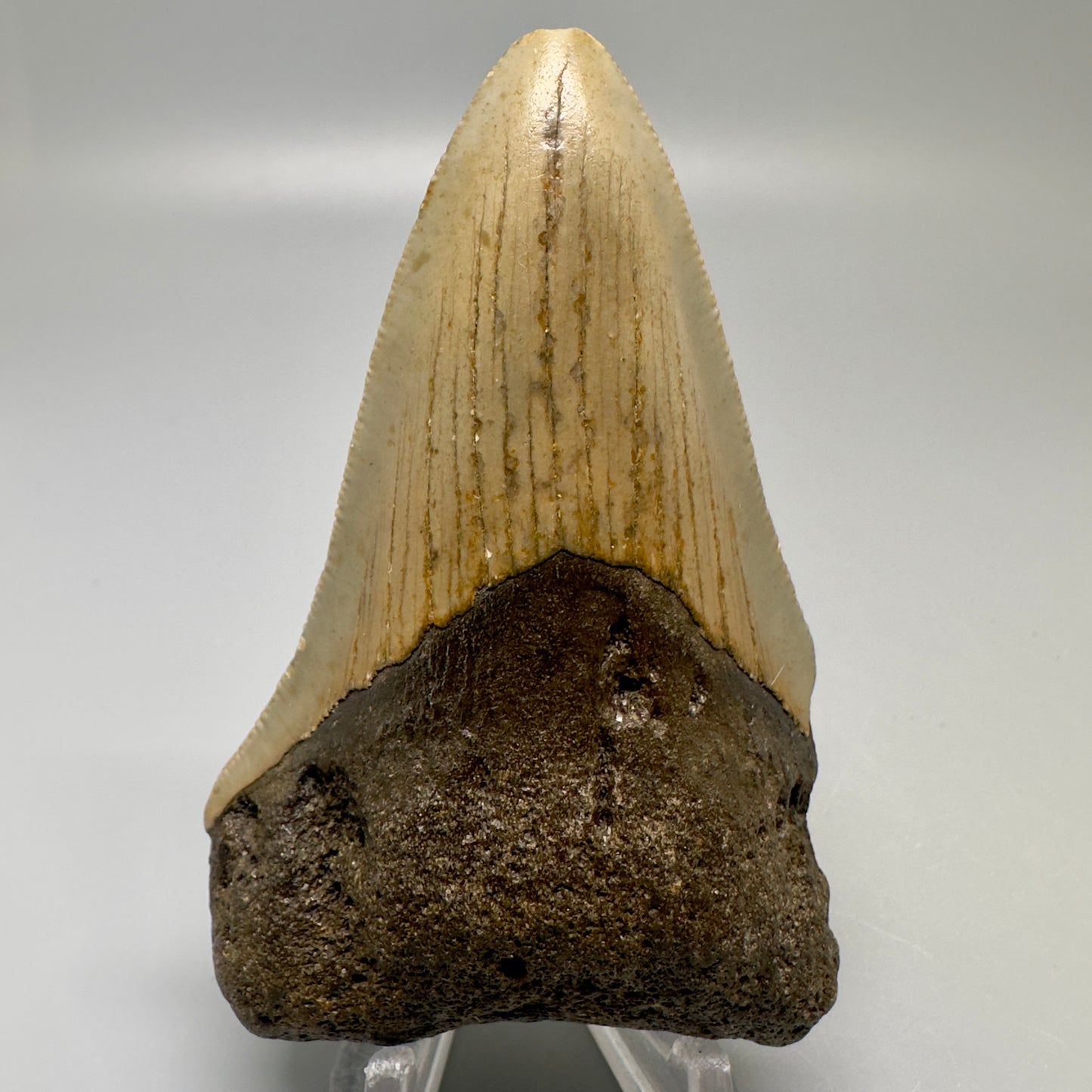 Colorful 3.36" Fossil Megalodon Tooth from North Carolina CM4991 - Front