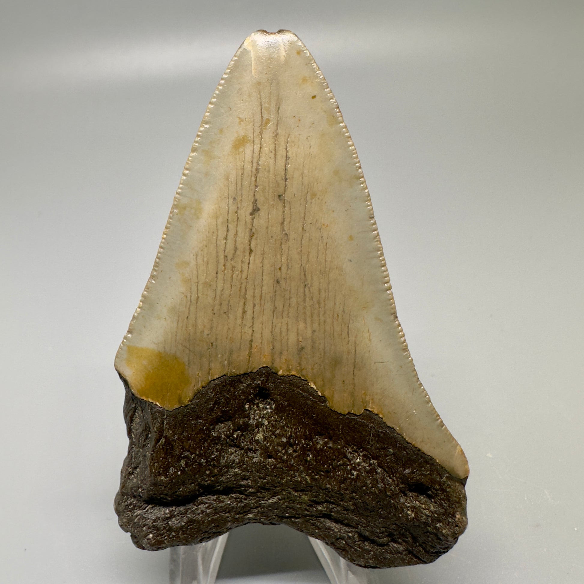 Colorful 3.36" Fossil Megalodon Tooth from North Carolina CM4991 - Back