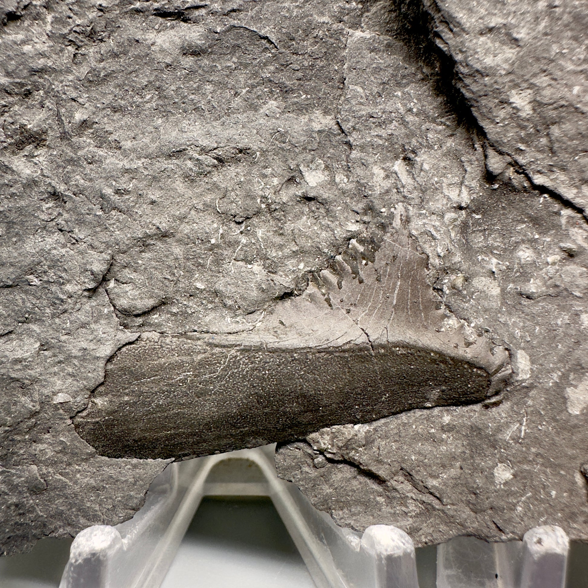 In Matrix 2.61" Fossil Edestus heinrichi shark Jaw - 300 million years old R586 - Front Closeup