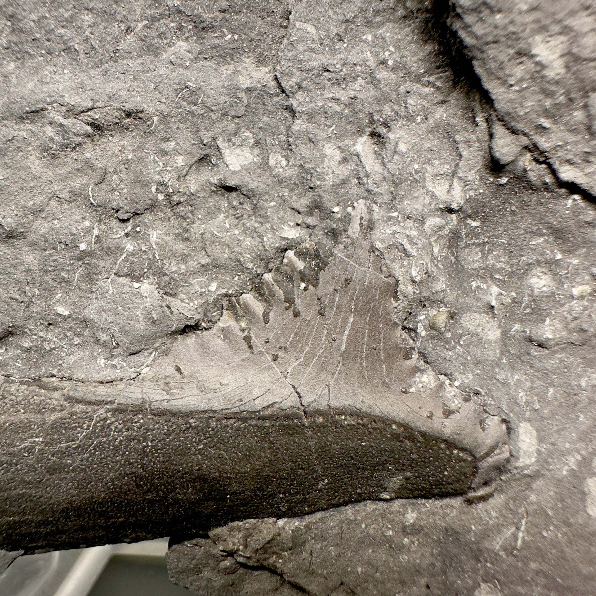 In Matrix 2.61" Fossil Edestus heinrichi shark Jaw - 300 million years old R586 - Front Closeup 1