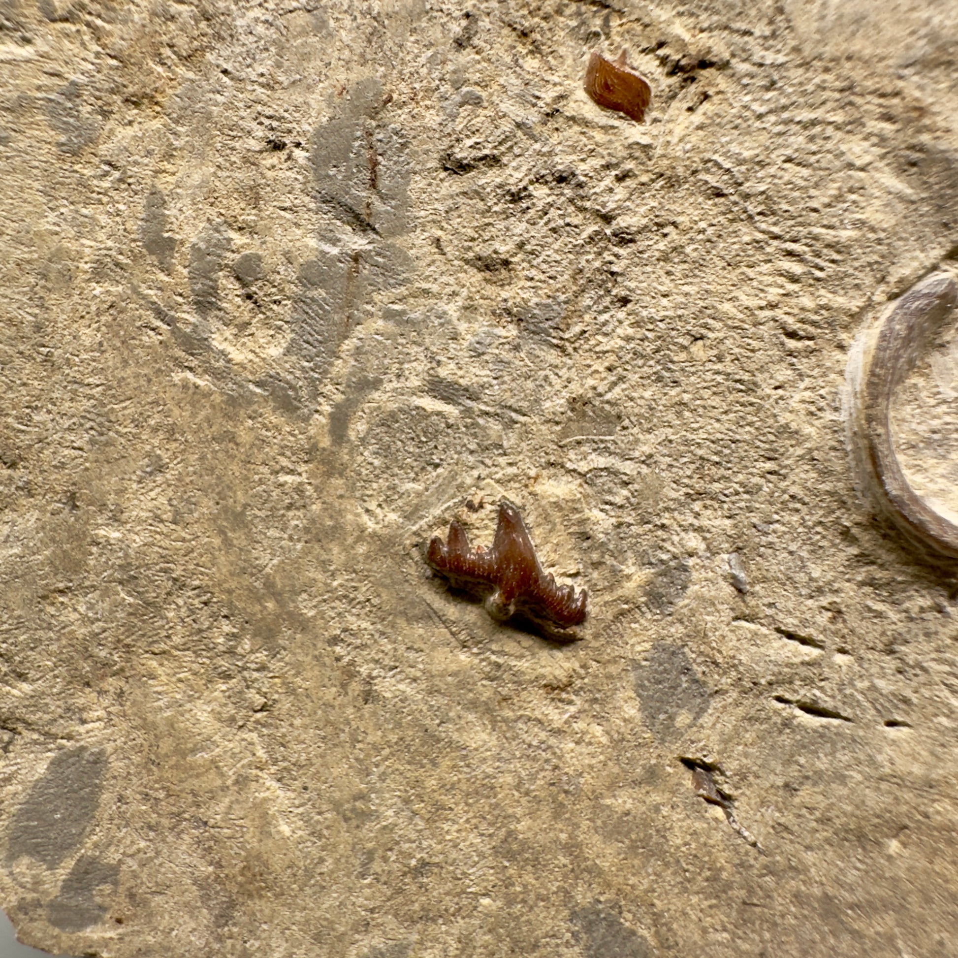 In Matrix Fossil Ctenacanthus obruchevi- Extinct Ctenacanth Tooth - Russia R588 - Front Closeup