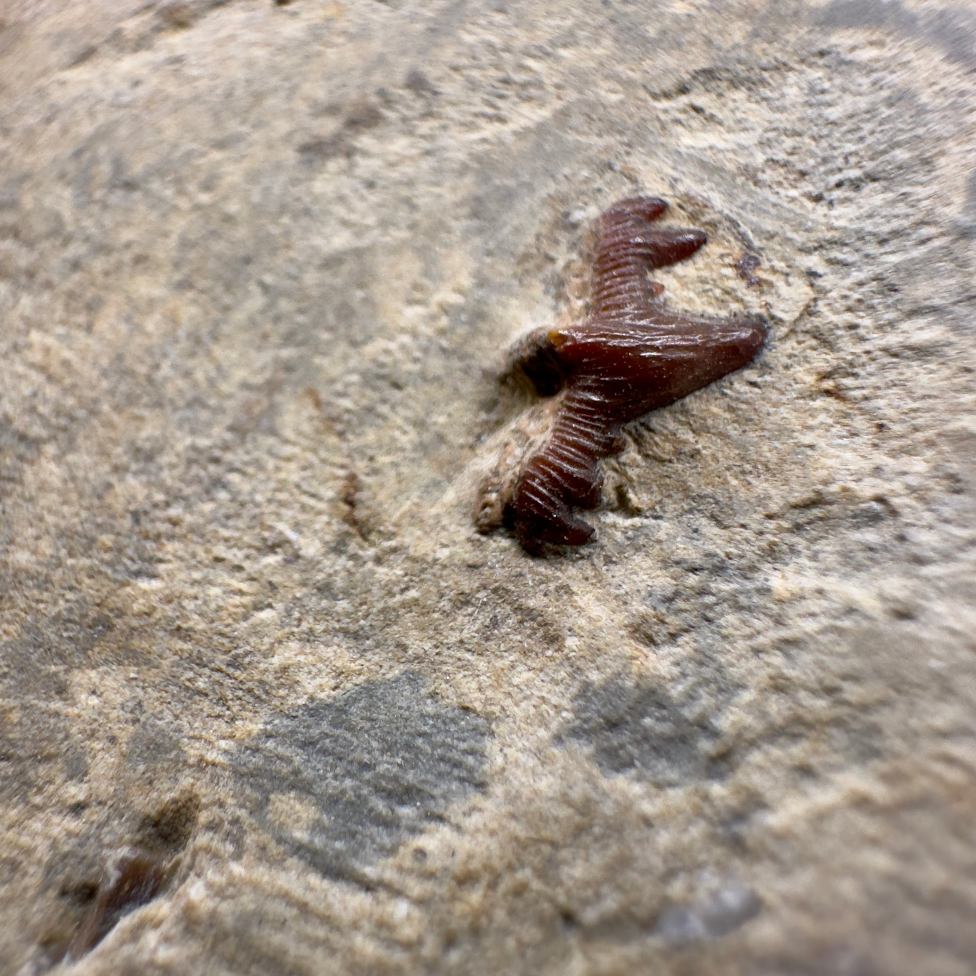 In Matrix Fossil Ctenacanthus obruchevi- Extinct Ctenacanth Tooth - Russia R588 - Front Closeup2