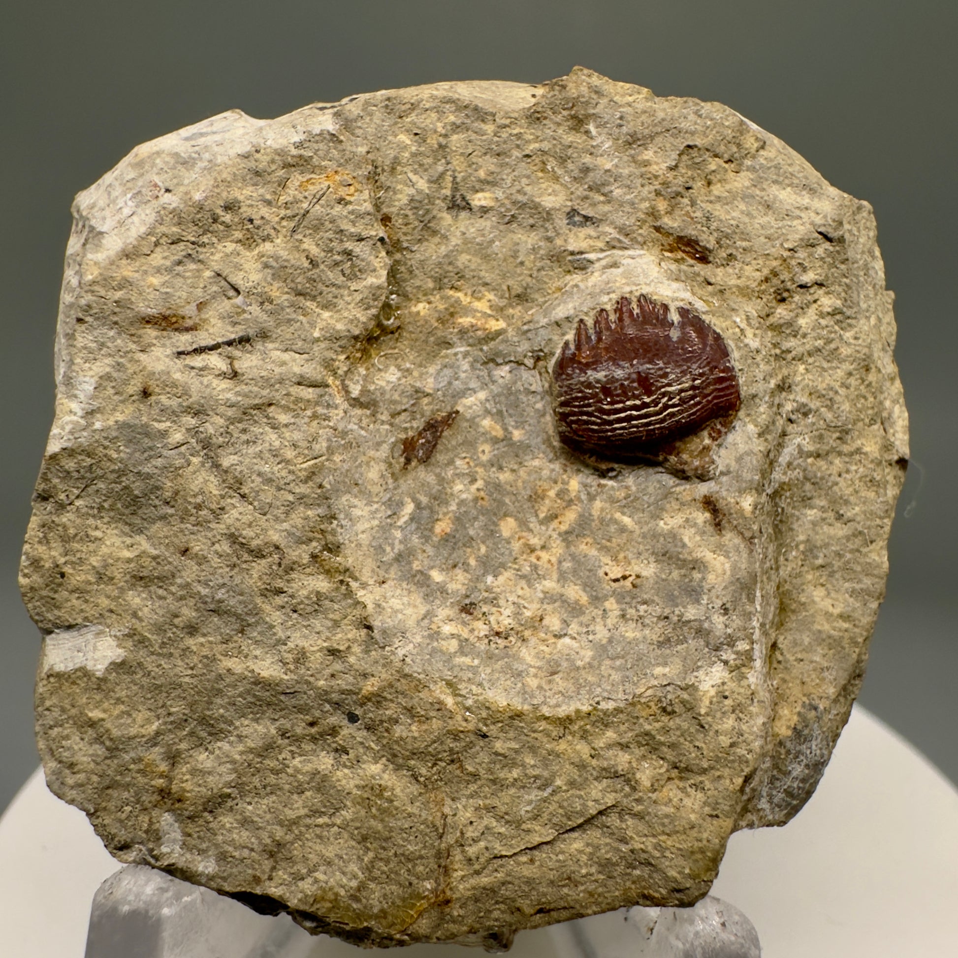 In Matrix Fossil Petalodus frederixi - Extinct Petalodont Tooth - Russia R589 - Front