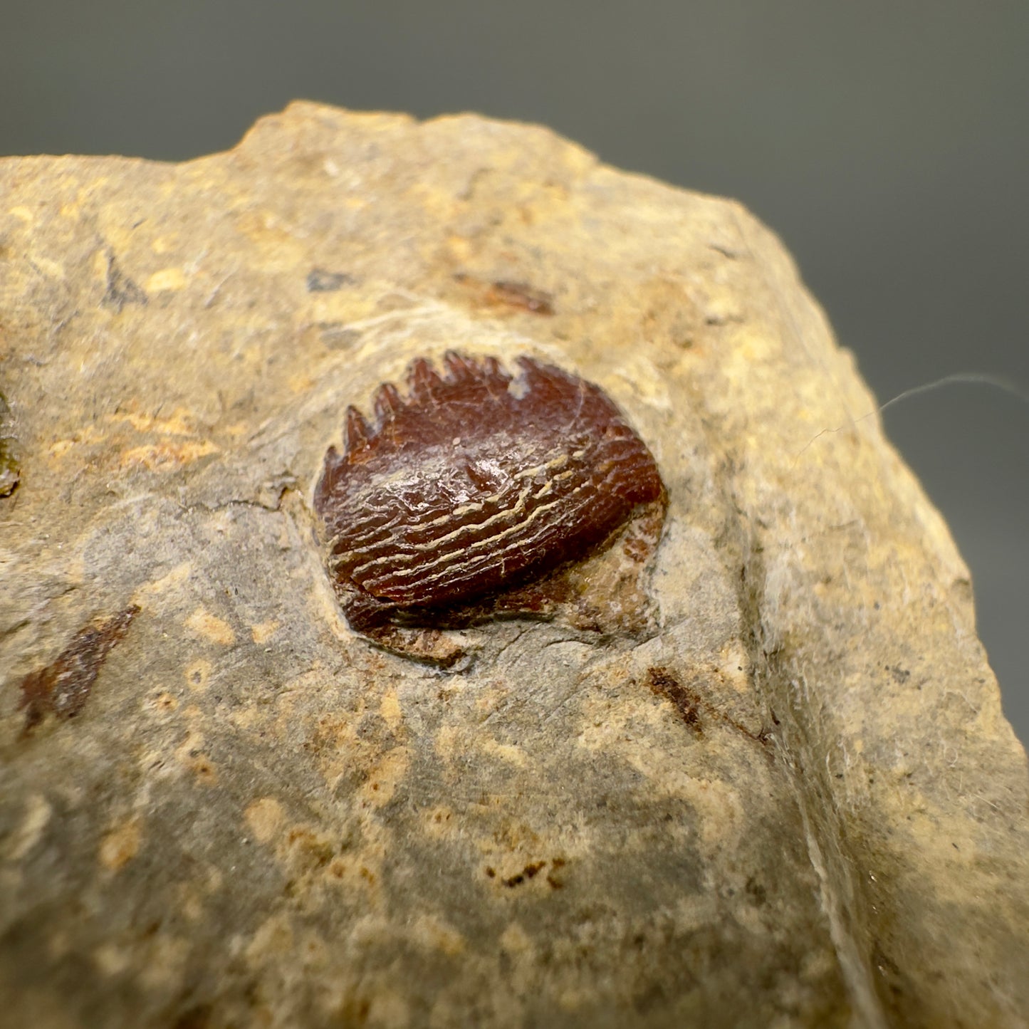 In Matrix Fossil Petalodus frederixi - Extinct Petalodont Tooth - Russia R589 - Front Closeup