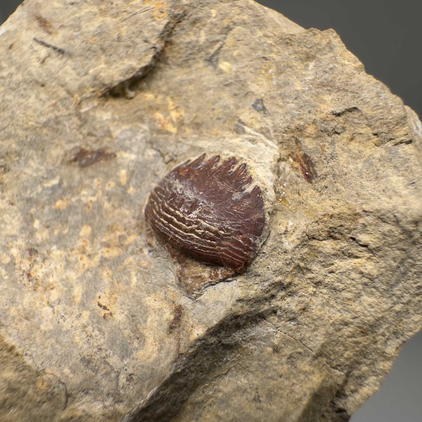 In Matrix Fossil Petalodus frederixi - Extinct Petalodont Tooth - Russia R589 - Front Closeup1