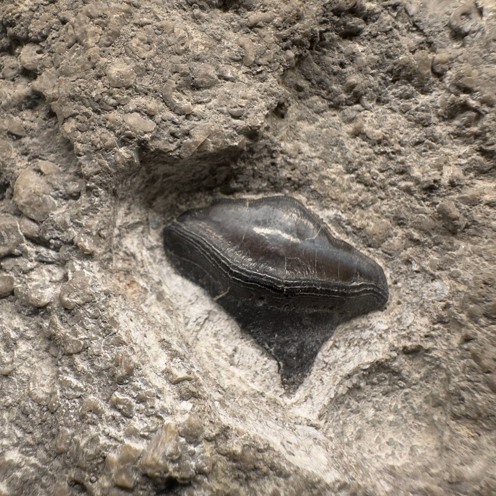 330 million years old - In Matrix Fossil Petalodus sp. - Extinct Petalodont Tooth - Arkansas R587 - Front Closeup