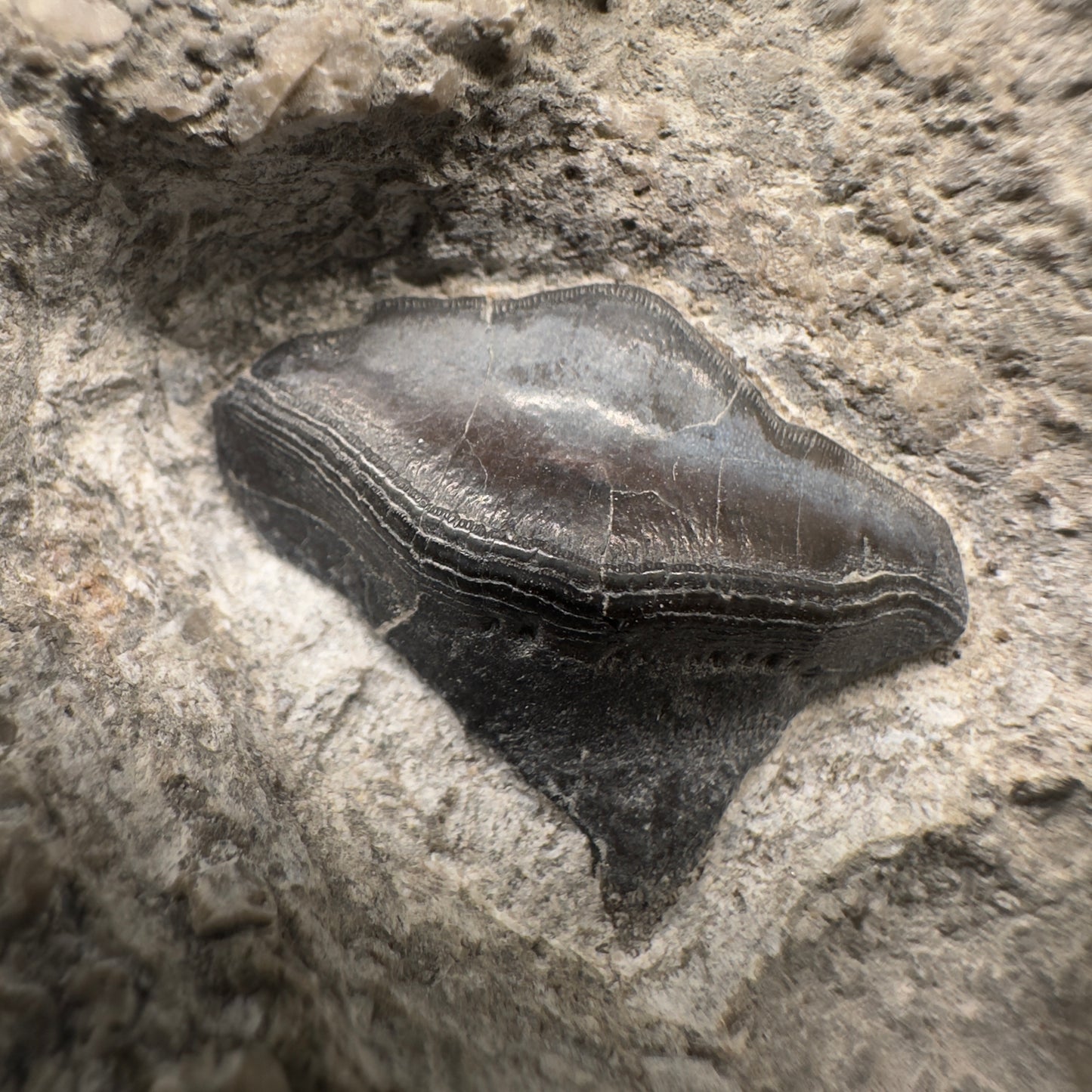 330 million years old - In Matrix Fossil Petalodus sp. - Extinct Petalodont Tooth - Arkansas R587 - Front Closeup1