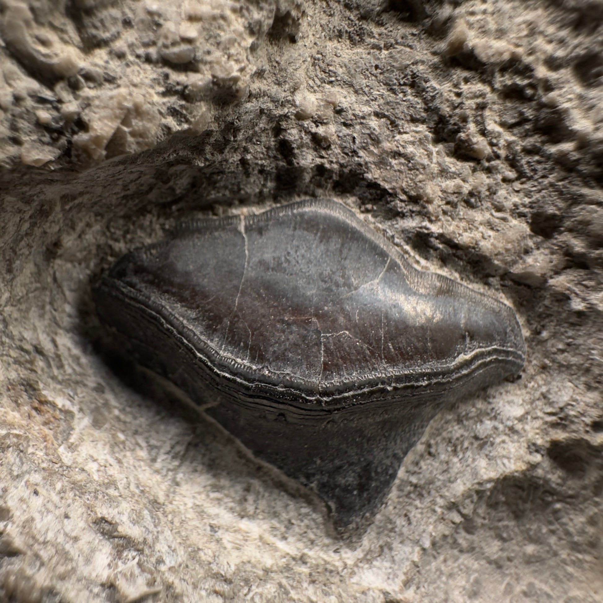 330 million years old - In Matrix Fossil Petalodus sp. - Extinct Petalodont Tooth - Arkansas R587 - Front Closeup2